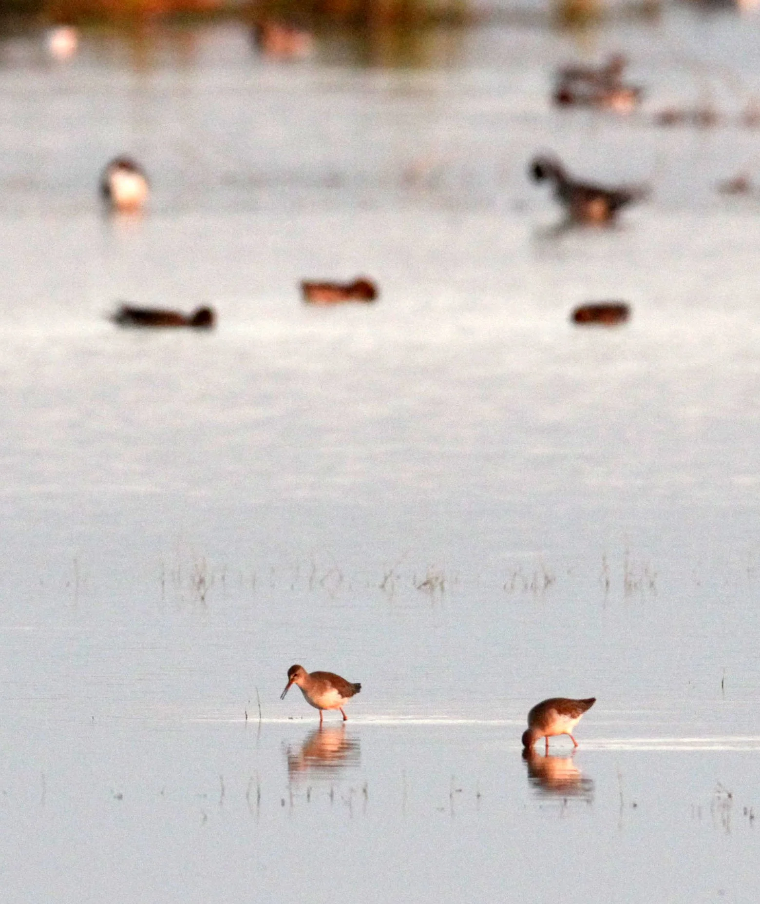 BIRD - SANDPIPER - GREEN SANDPIPER - LITTLE RANN OF KUTCH GUJARAT INDIA (2).JPG