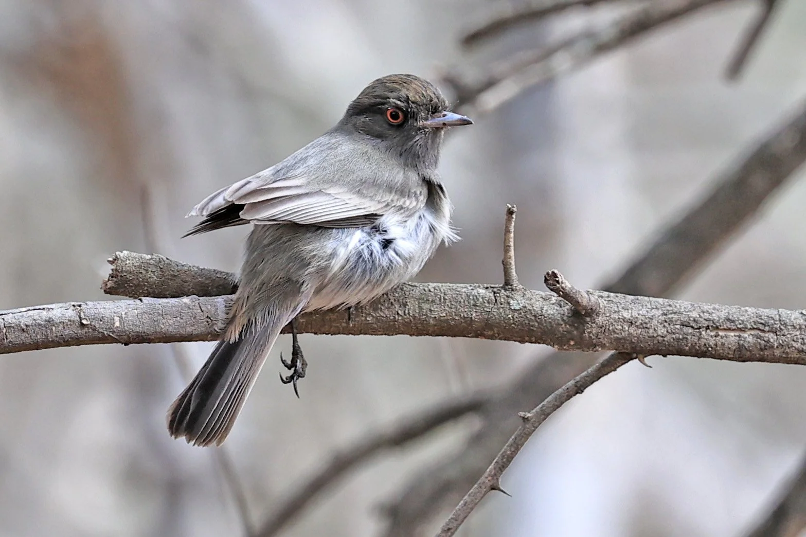 Cinereous Tyrant (Knipolegus striaticeps) Neuland Mennonite Colony Paraguay (7).jpg