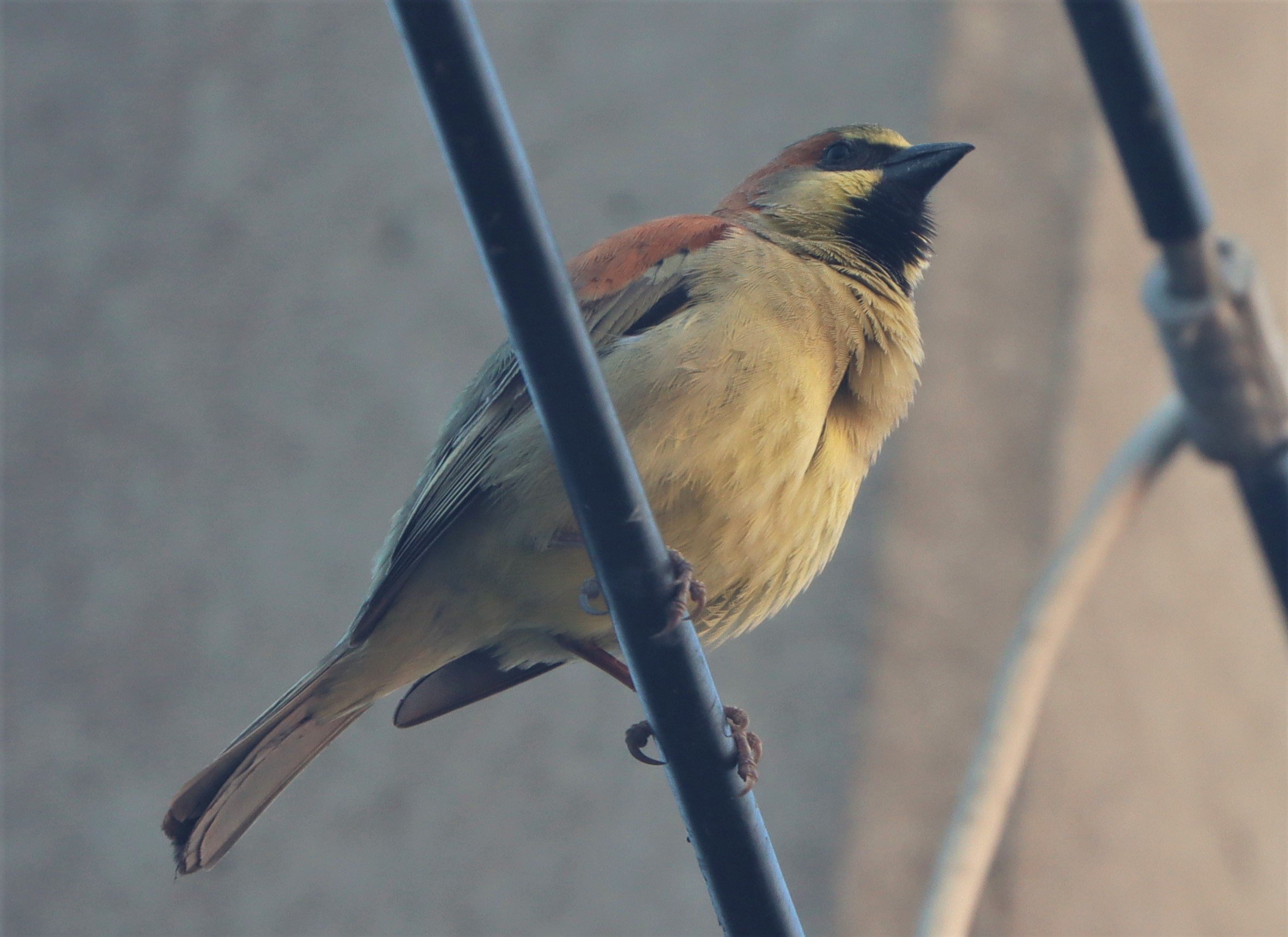 Plain-backed Sparrow (Passer flaveolus) Lat Krabang Wetlands Near Bangkok (11).jpg