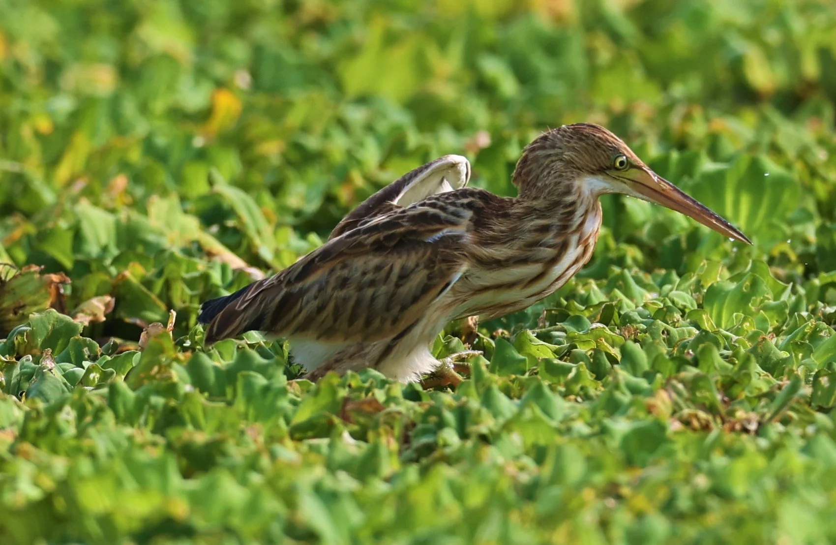 BITTERN - YELLOW BITTERN - Ixobrychus sinensis - LAT KRABANG THAP YAO RICEFIELDS 01 OCT 2021 (36).jpg