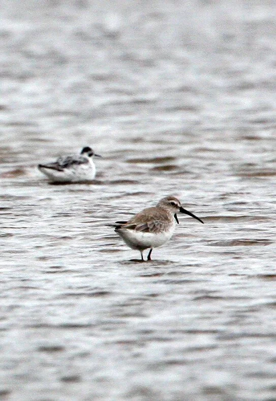 BIRD - SANDPIPER - SPOON-BILLED SANDPIPER - PETCHABURI PROVINCE, PAK THALE (66).JPG
