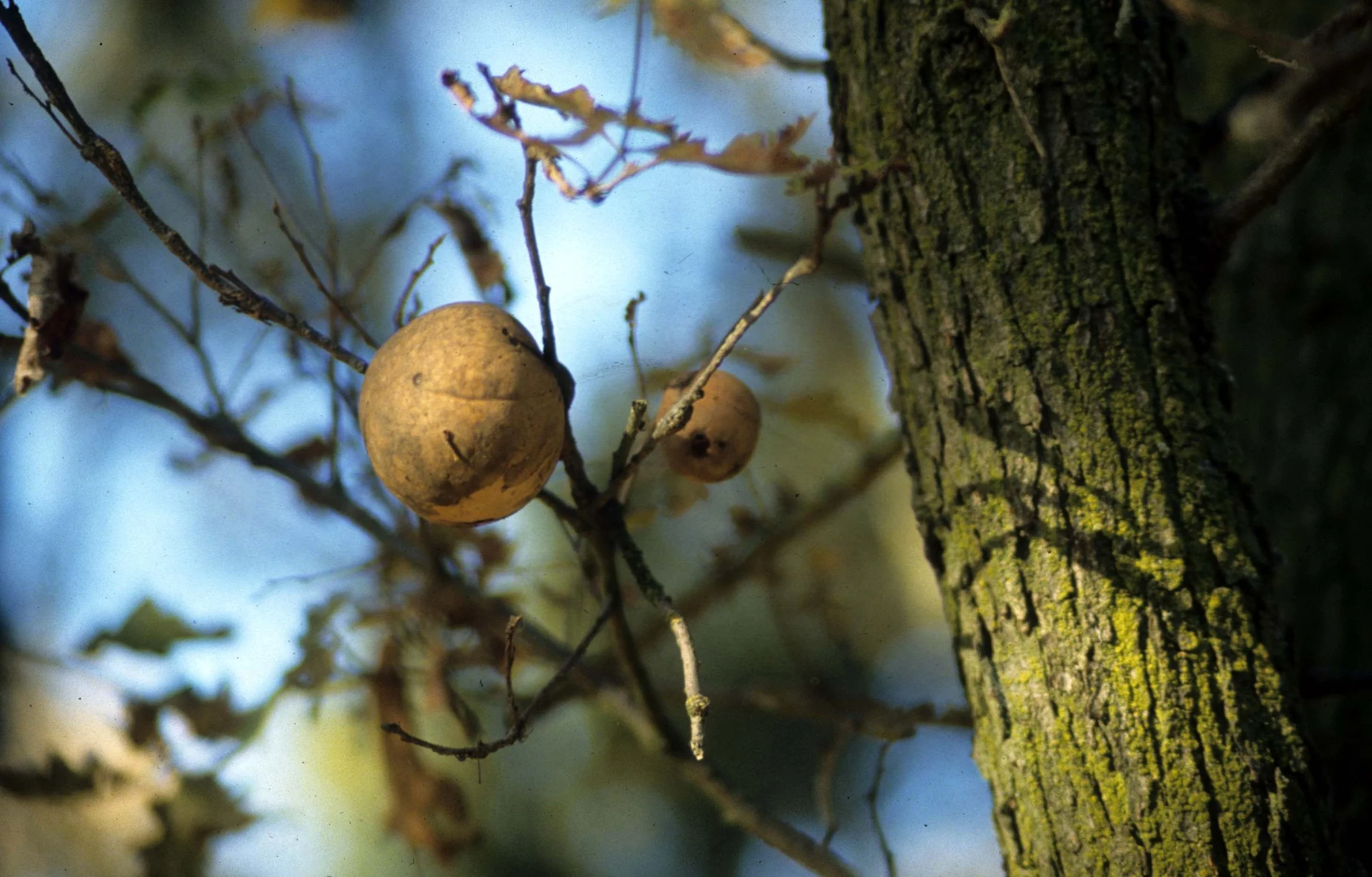 CALIFORNIA - COSUMNES RIVER PRESERVE - OAK GALL.jpg