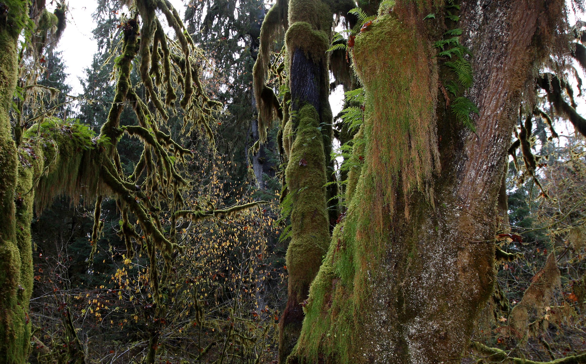 HOH RAINFOREST WA (40).JPG