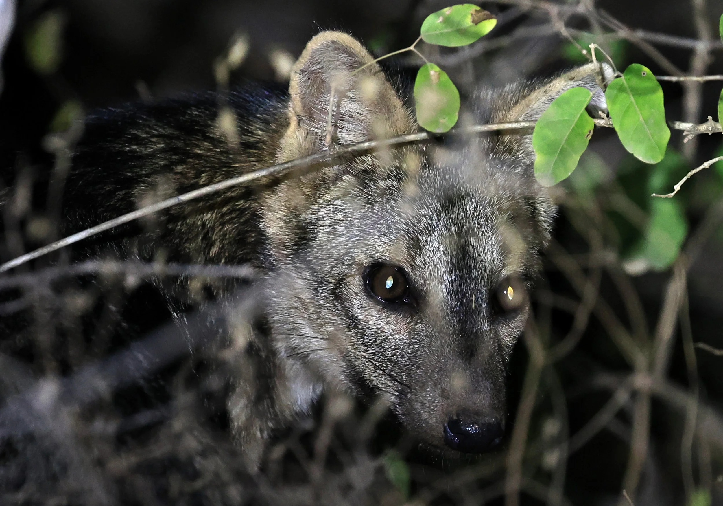 Crab-eating Fox (Cerdocyon thous) Agua Dulce Paraguay (49).jpg