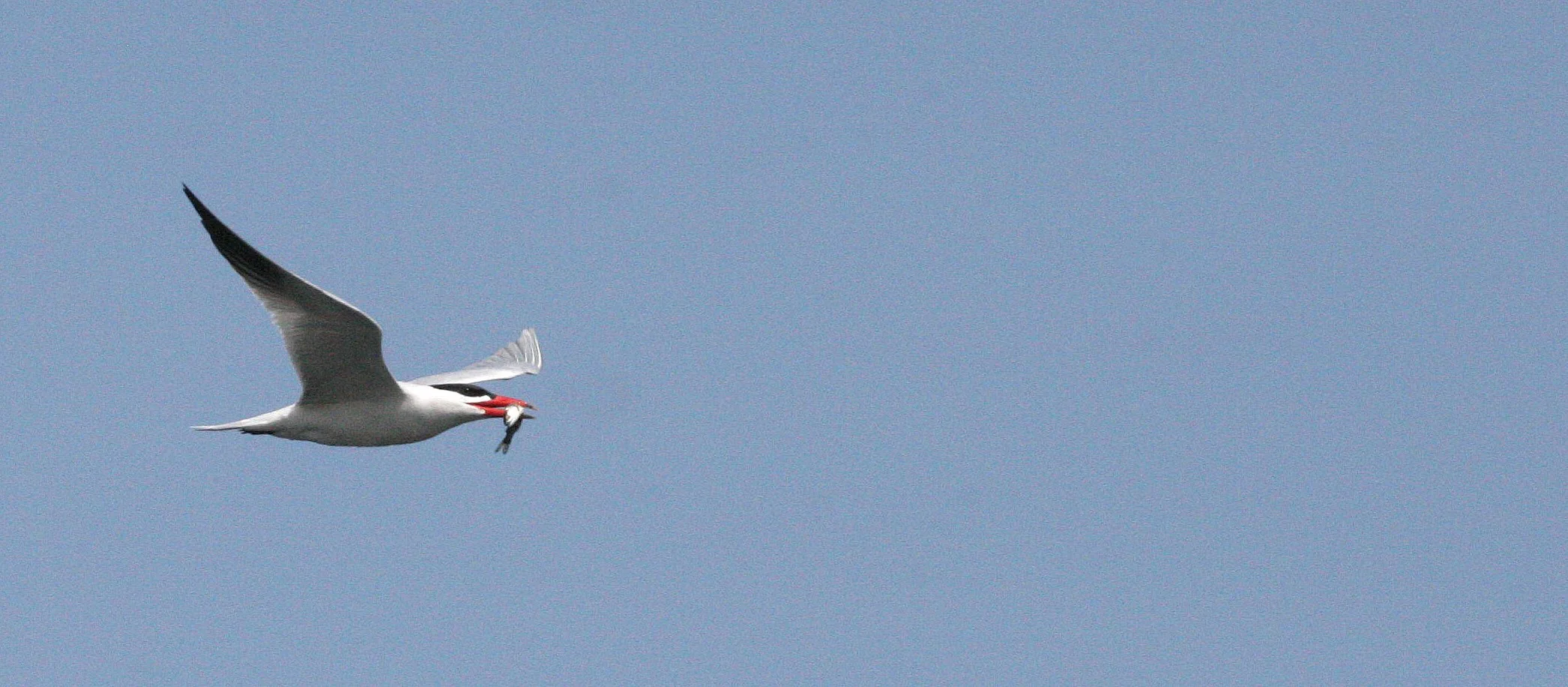 BIRD - TERN - CASPIAN TERN - ELWHA RIVER MOUTH WA (8).JPG
