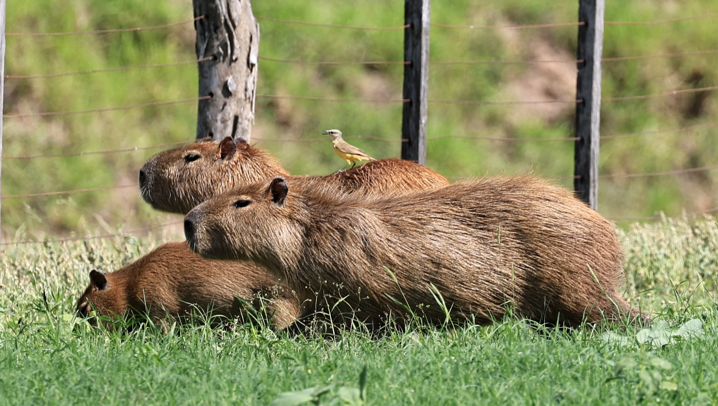 Capybara (Hydrochoerus hydrochaeris) Loma Plata Paraguay - Brunnen Strasse (10).jpg
