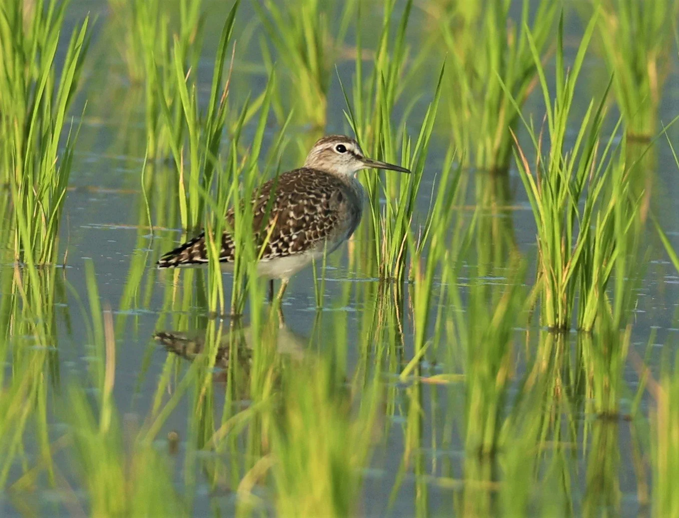SANDPIPER - WOOD SANDPIPER - Tringa glareola - THATORN RICEFIELDS CHIANG MAI (5).jpg