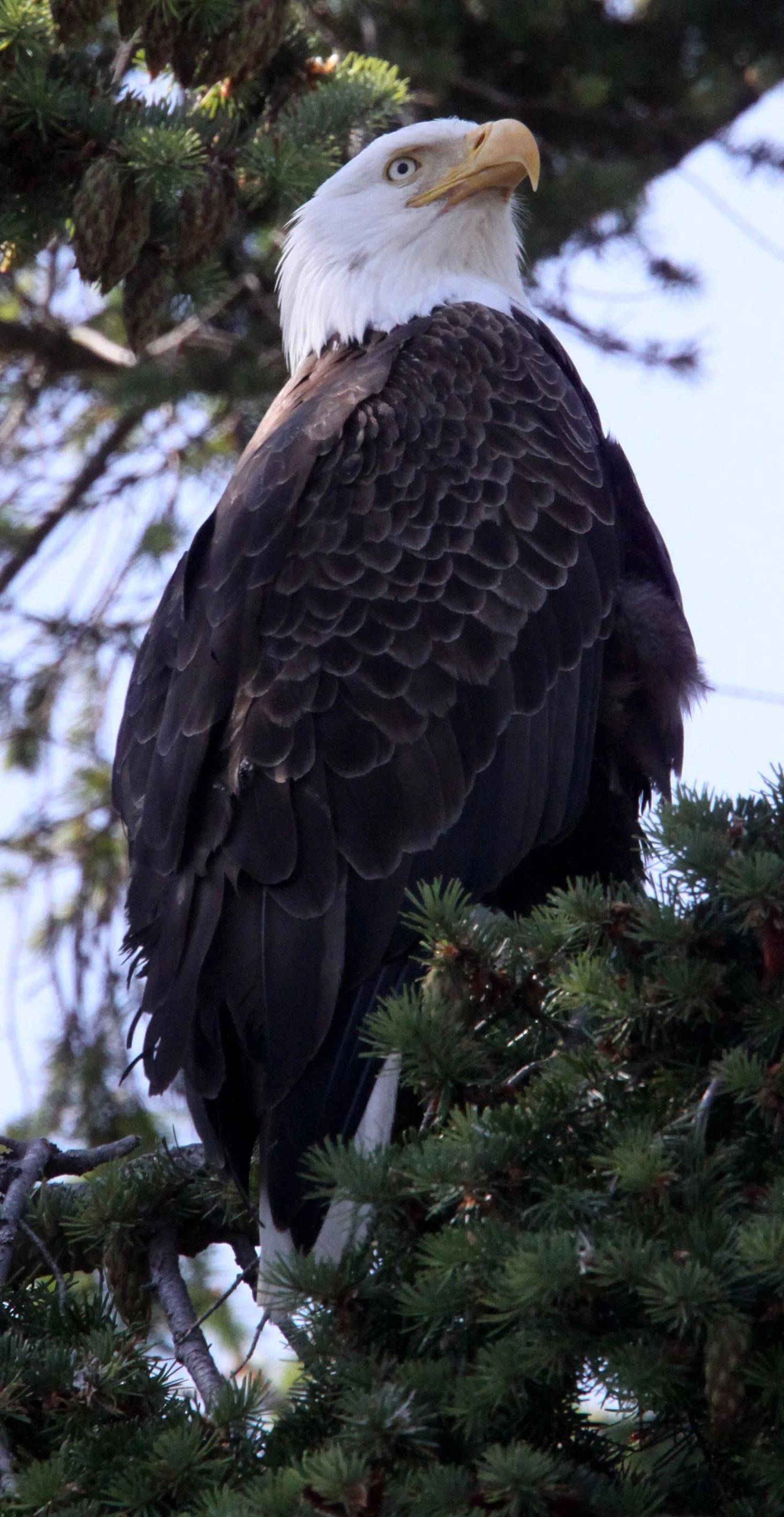 BIRD - EAGLE - BALD EAGLE - MARINE DRIVE SEQUIM WA (36) - Copy.JPG