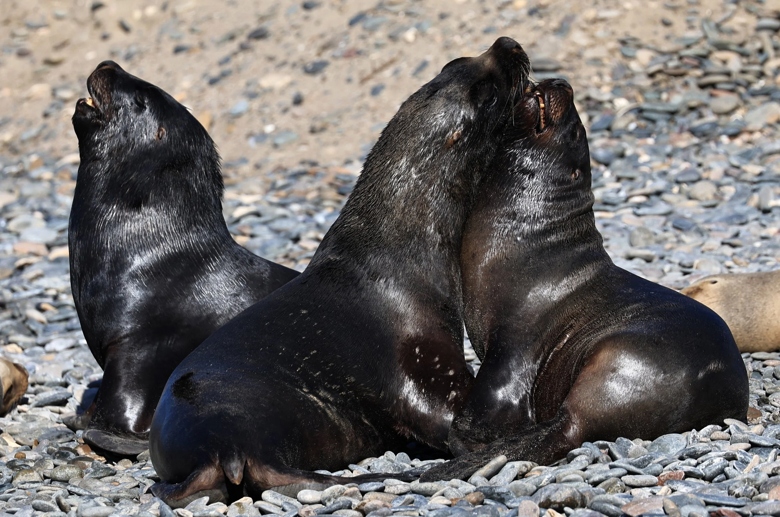 South American Sea Lion (Otaria flavescens) Puerto Rawson Argentina (41).jpg