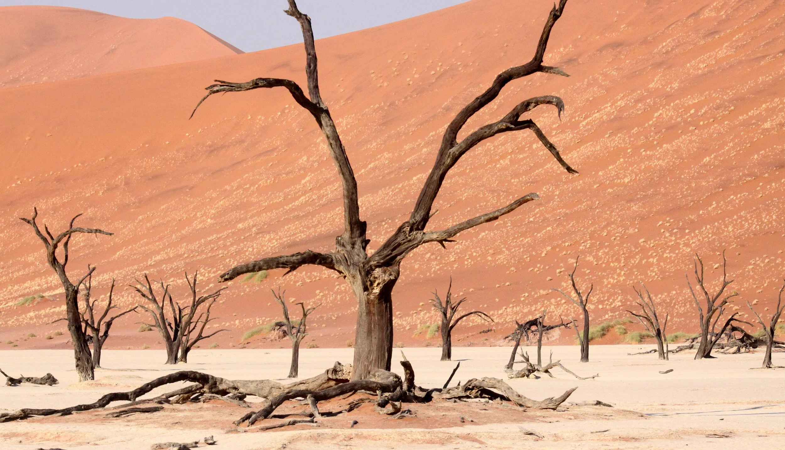 SOSSUSVLEI, NAMIB NAUKLUFT NATIONAL PARK, NAMIBIA - DEAD VLEI (54).JPG