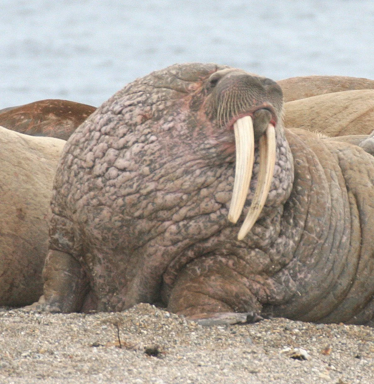 PINNIPED - WALRUS - ATLANTIC WALRUS - SVALBARD (208).jpg