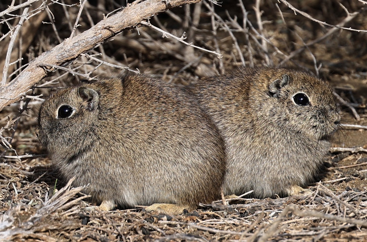 Southern Mountain Cavy (Microcavia australis) Valdes Peninsula, Chubut Province, Argentina Day 2 (1 (89).jpg