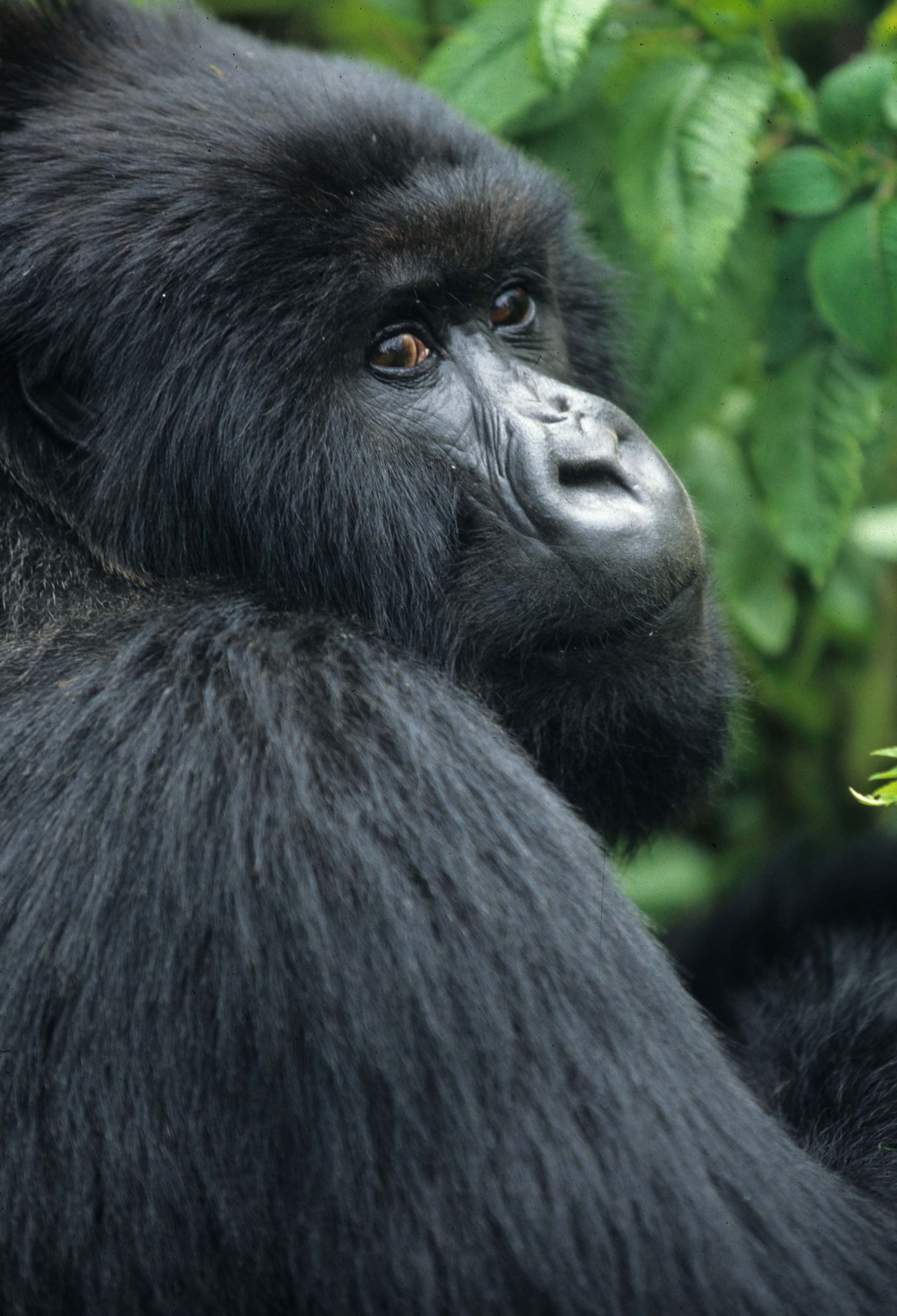 PRIMATE - GORILLA-RWANDA PARC DU VULCANS (28).jpg