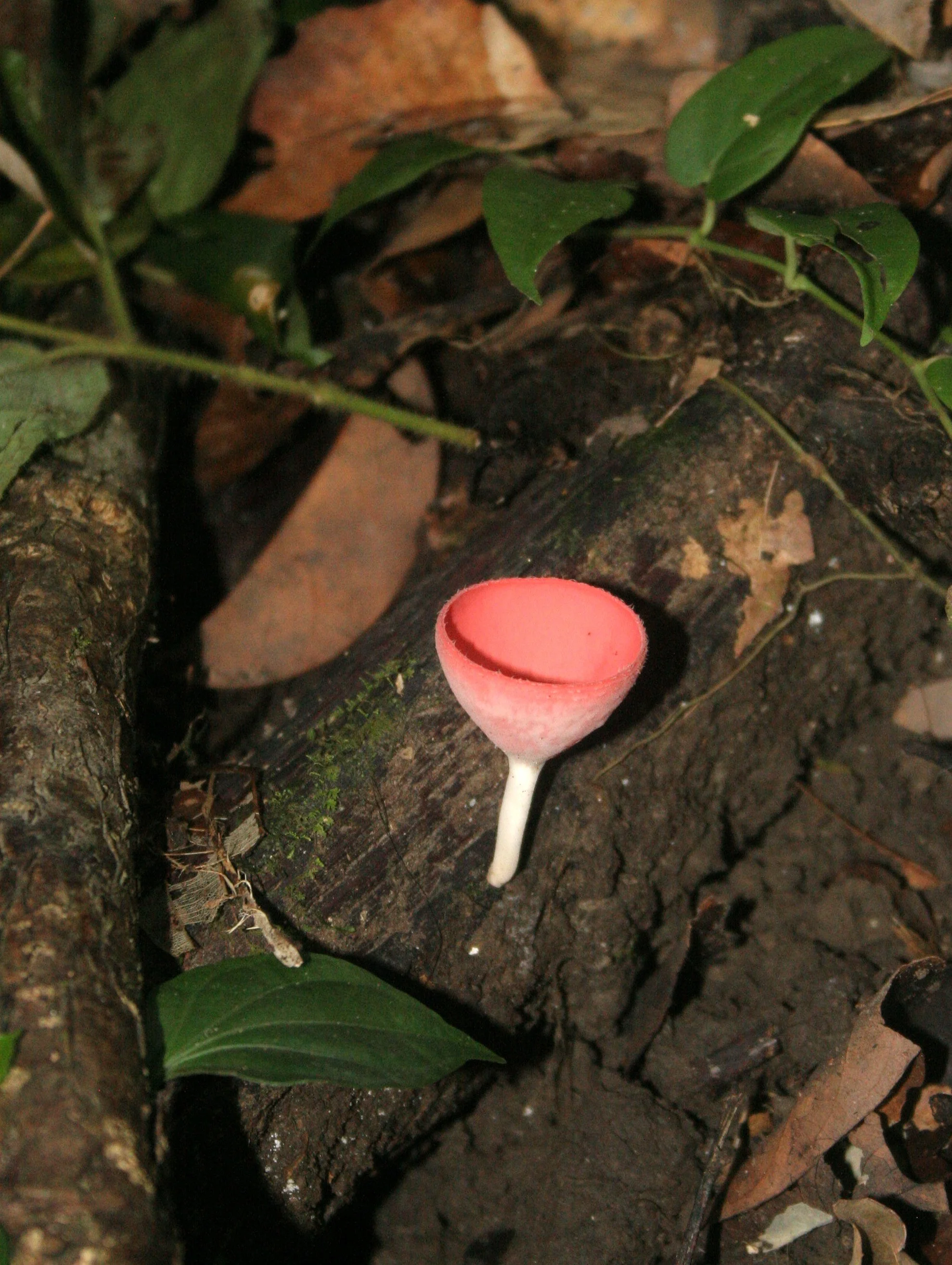 DANUM VALLEY BORNEO - CUP FUNGUS SPECIES (2).JPG