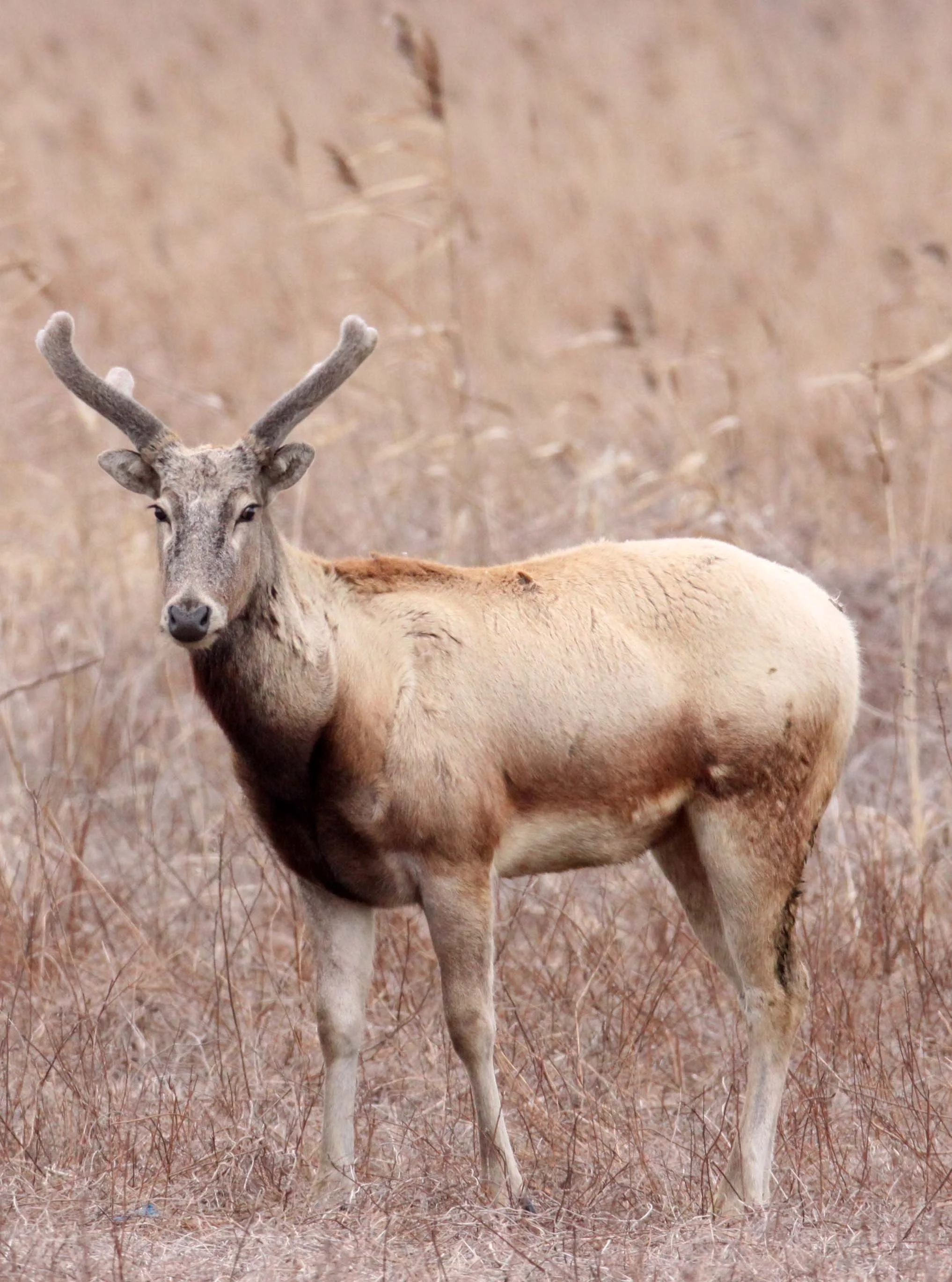 Elaphurus davidianus - PERE DAVID'S DEER- YANCHENG CHINA (3).JPG