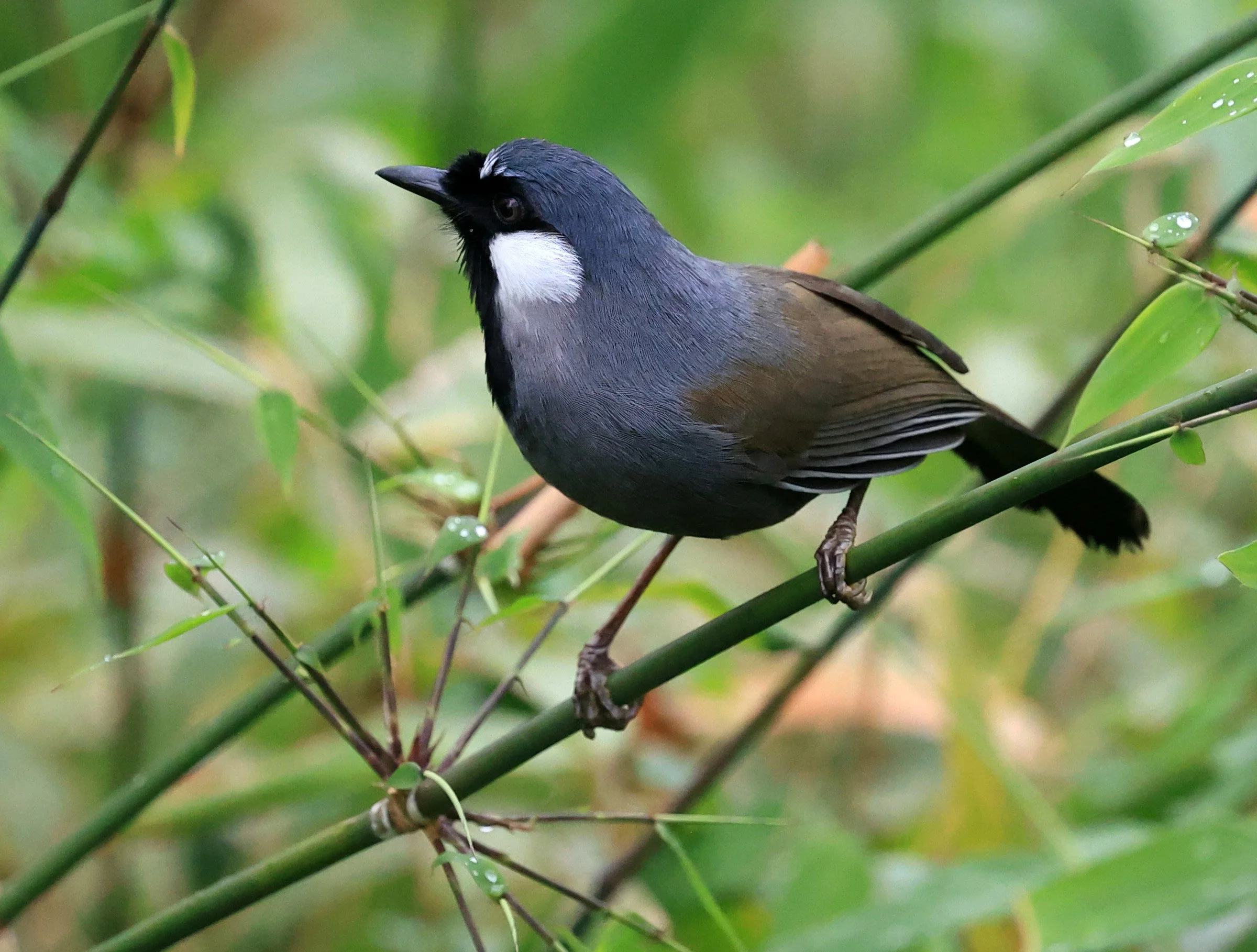 Black-throated Laughingthrush (Pterorhinus chinensis) Khao Yai National Park Feb 2026 Day 2 (68).jpg
