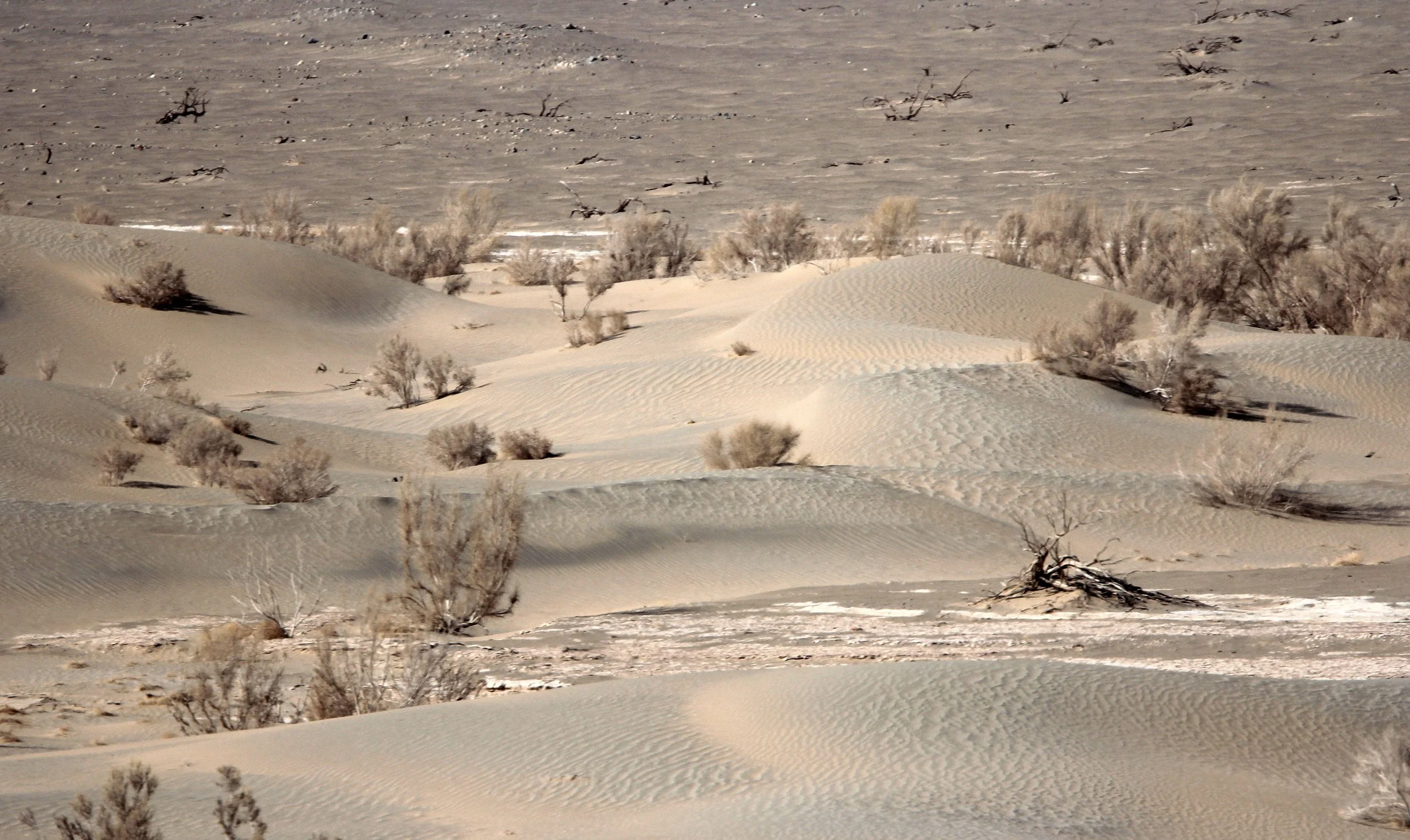LOP NUR WILD BACTRIAN CAMEL RESERVE - XINJIANG CHINA (139).JPG