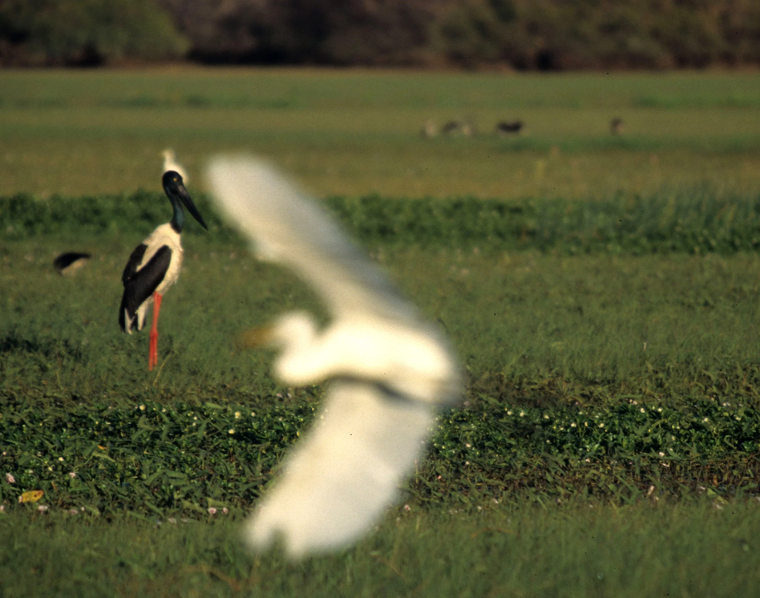 BIRD - STORK - JABIRU - KAKADU NP B.jpg