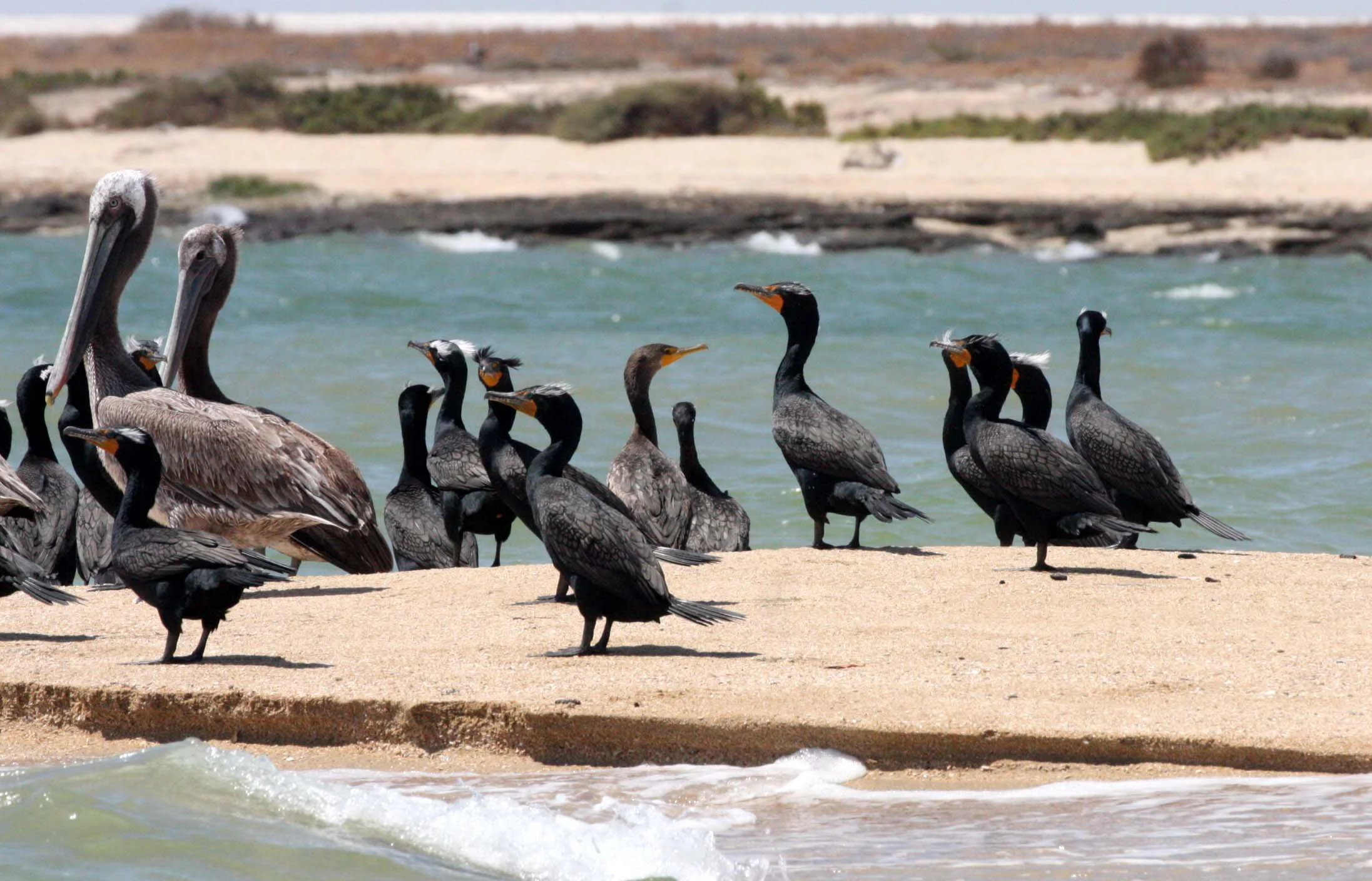Nannopterum auritum - Double-crested Cormorant with Brown Pelican - San Ignacio Lagoon, Baja Mexico (38).JPG