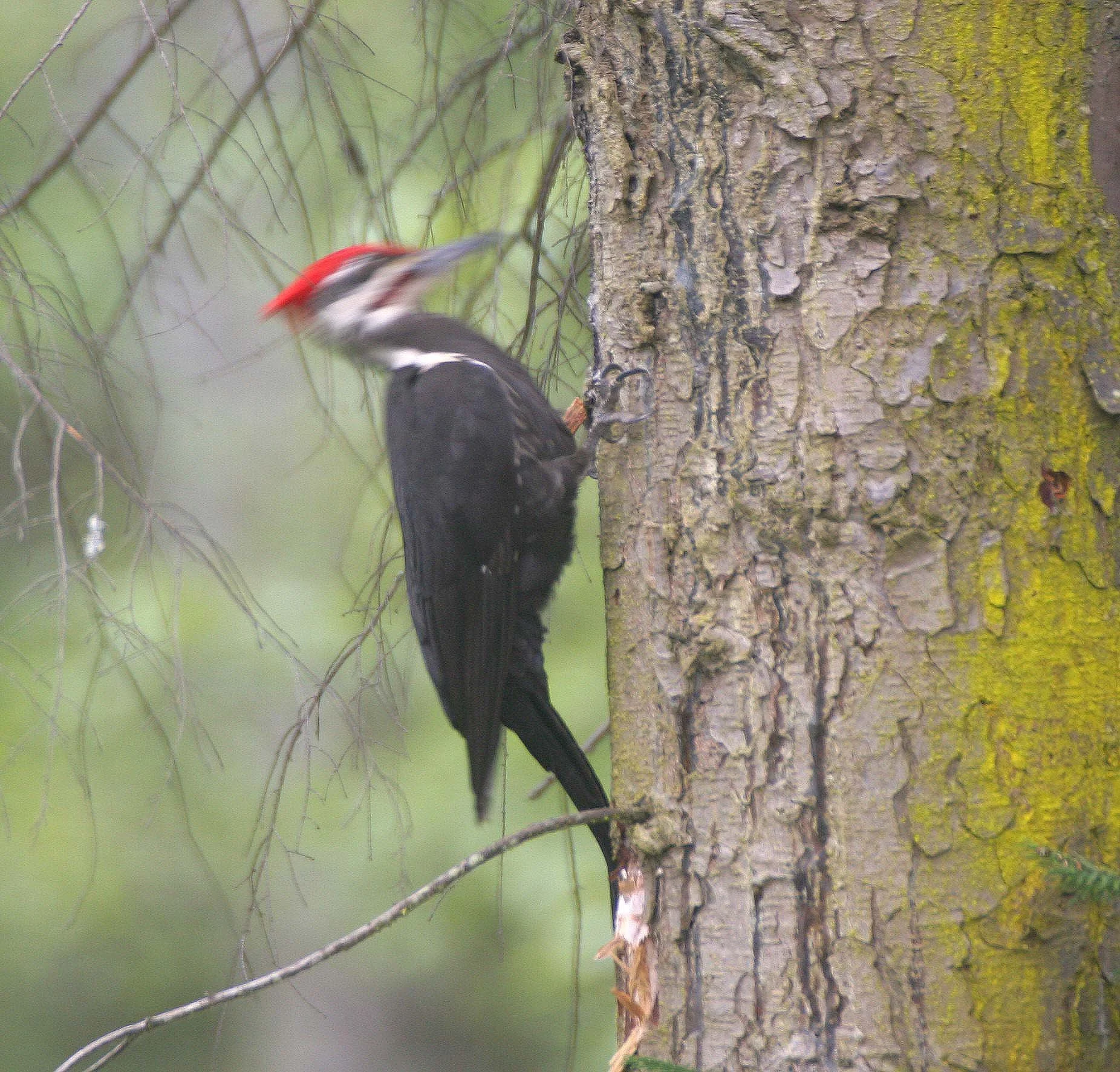 BIRD - WOODPECKER - PILEATED WOODPECKER - GASMAN (21).jpg