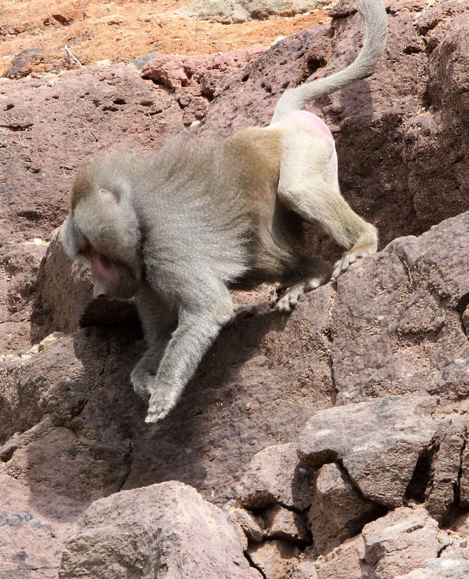 CERCOPITHECIDAE - Papio hamadryas - HAMADRYAS BABOON - AWASH NATIONAL PARK ETHIOPIA (177).JPG