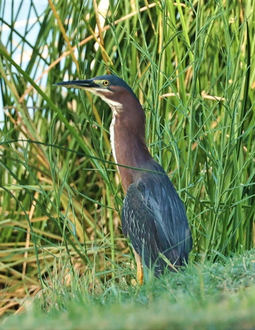 Butorides virescens - GREEN HERON - LAKE CARLSBAD BEACH PARK, CARLSBAD NEW MEXICO (3).jpg