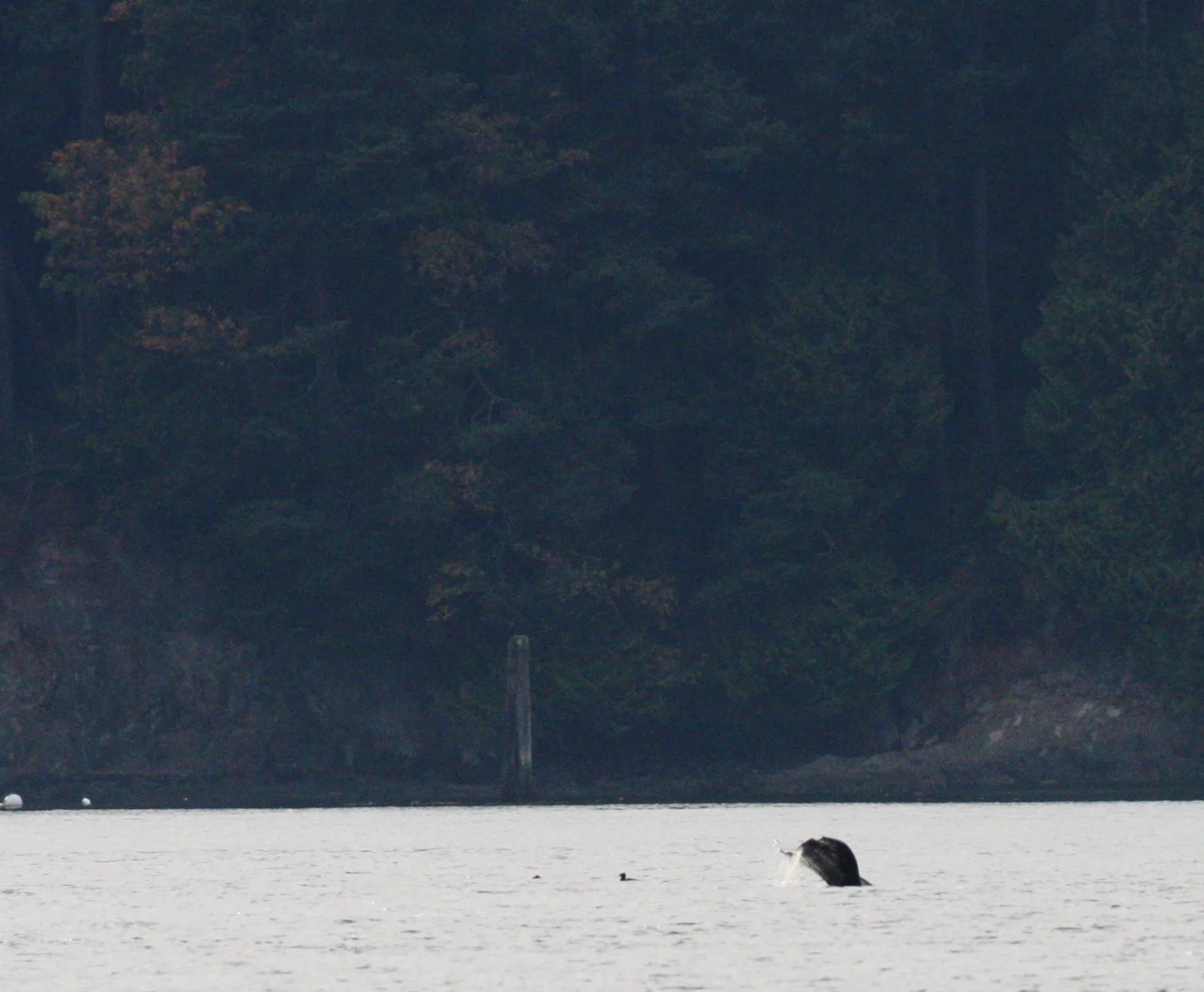 CETACEAN - GRAY WHALE - SALT CREEK WA (10).JPG