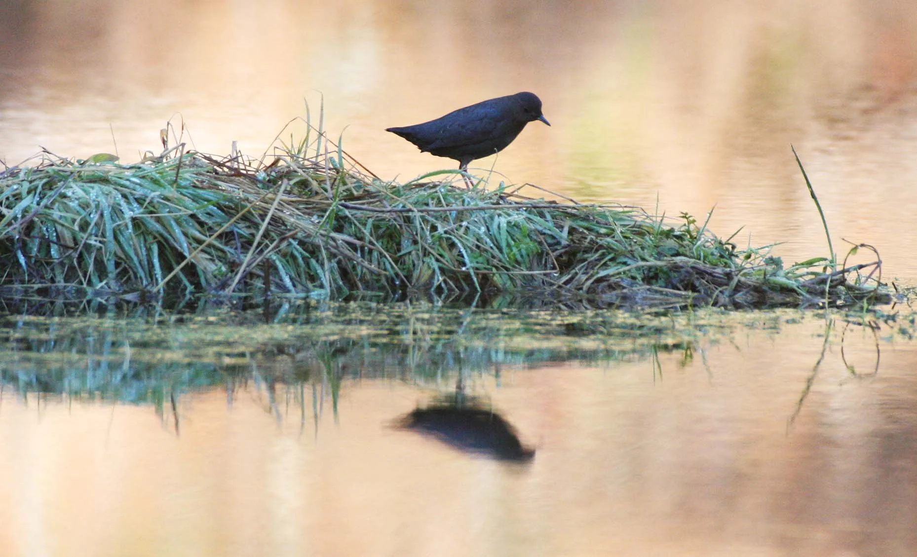 American dipper (Cinclus mexicanus) Hoh Rainforest Washington State (30).JPG