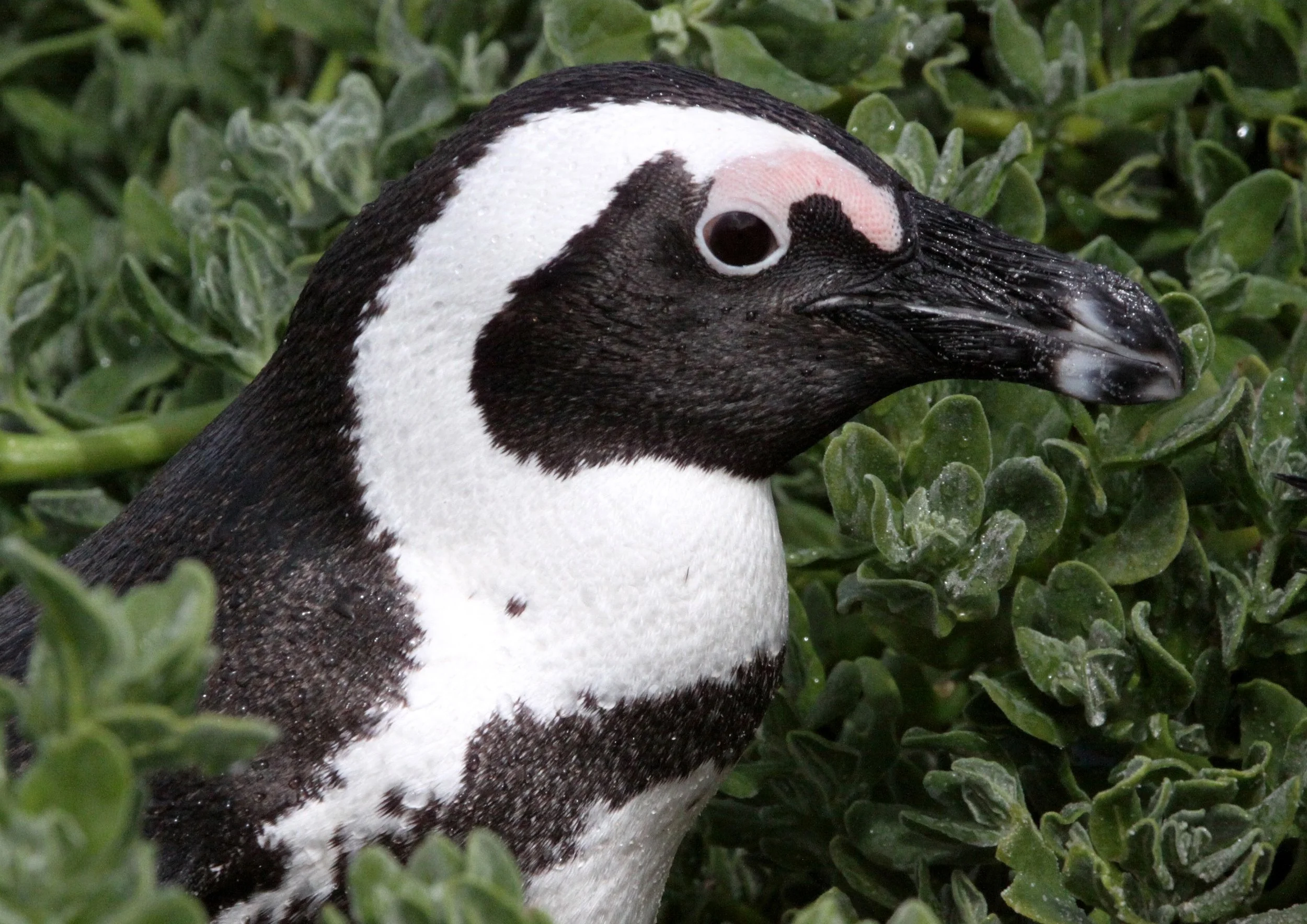 Jackass or African Penguin (Spheniscus demersus) Simon's Town Rookery, Table Mountain NP South Africa (111).JPG