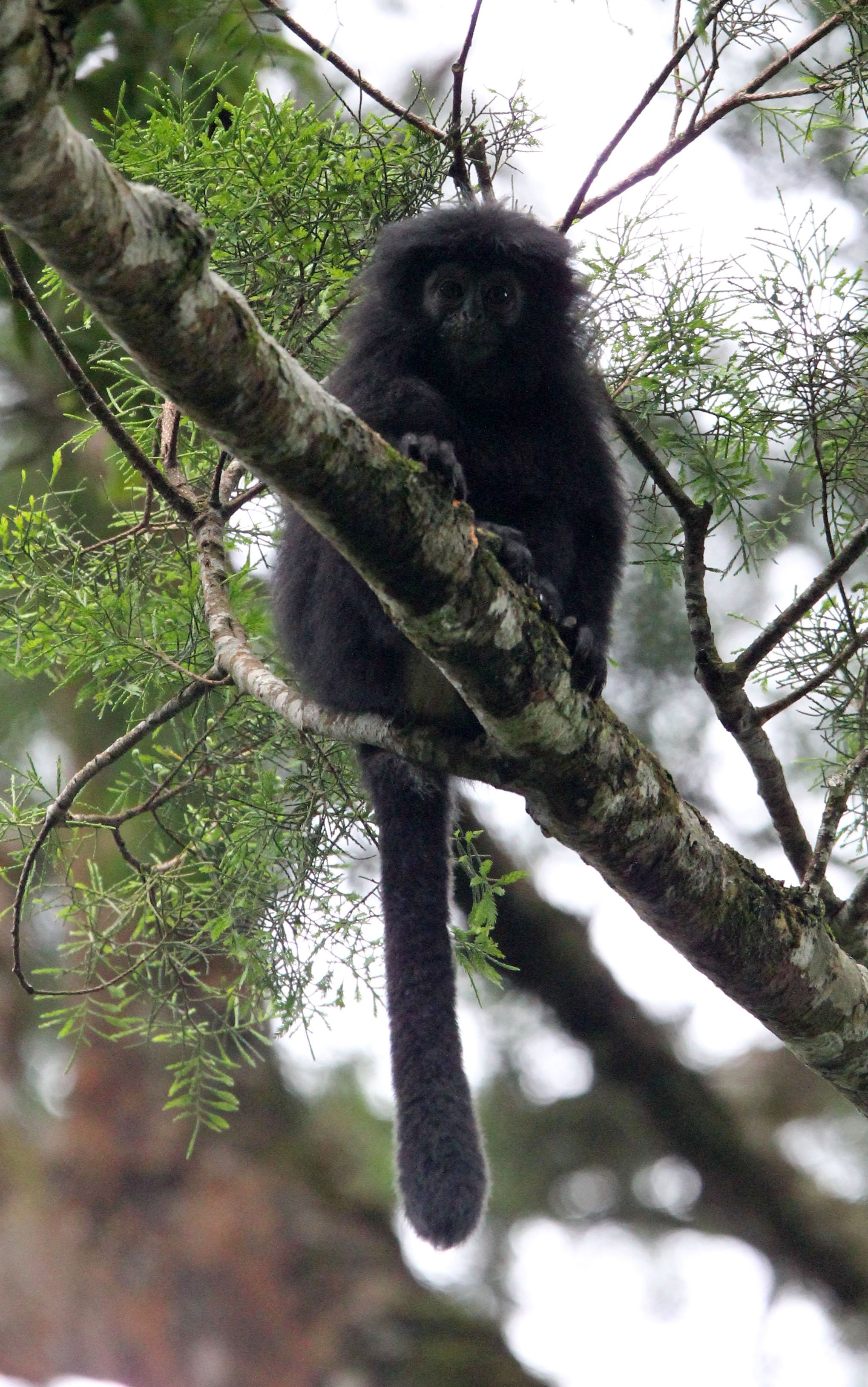 CERCOPITHECIDAE - Trachypithecus mauritius - WEST JAVAN (EBONY) LANGUR - GEDE NATIONAL PARK JAVA BARAT INDONESIA (17).JPG
