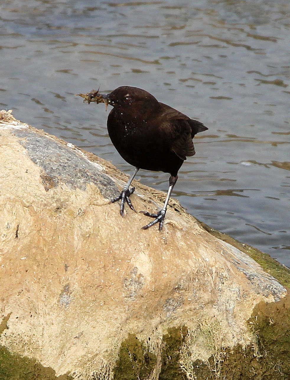Brown dipper (Cinclus pallasii) Foping City Shaanxi China (3).JPG
