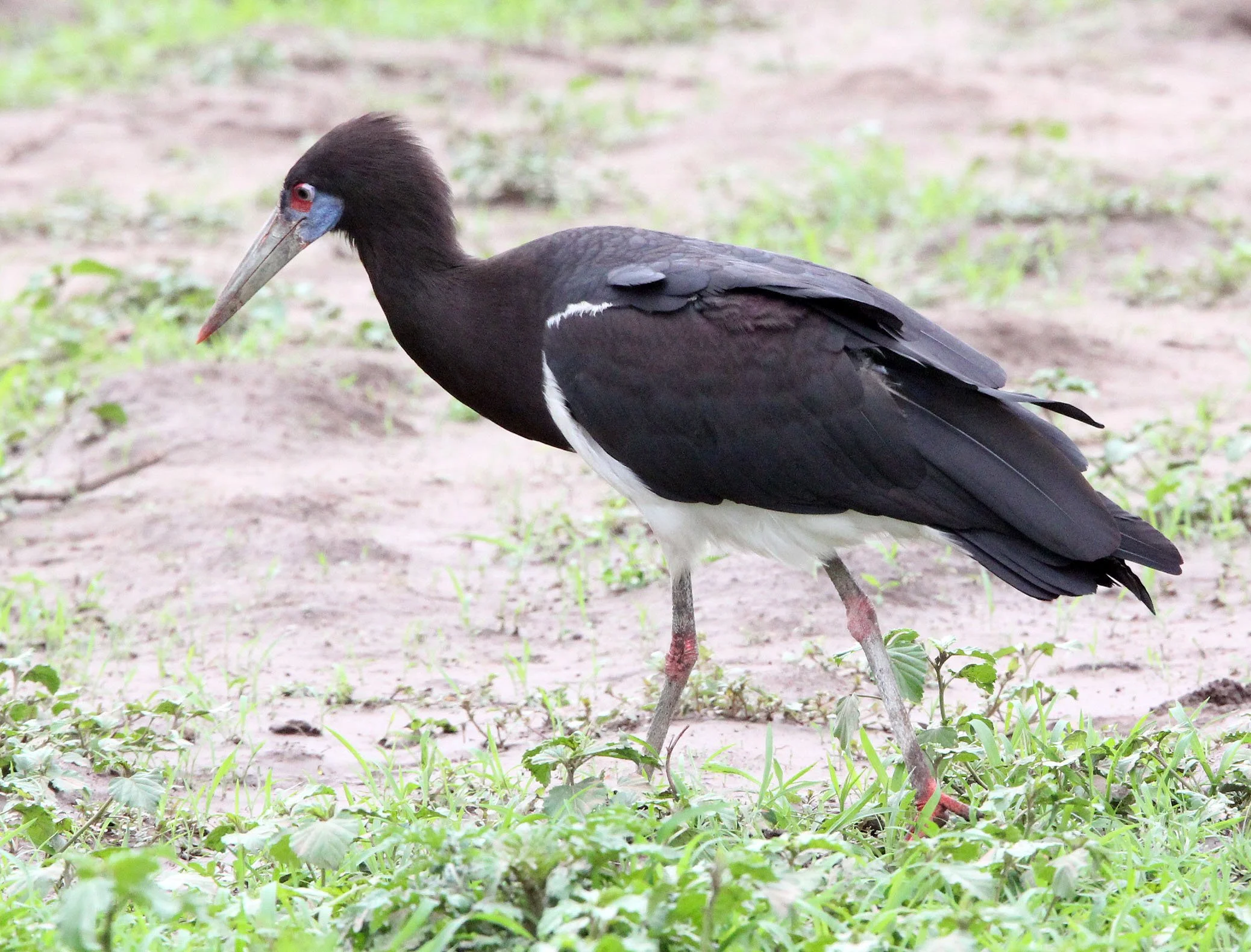 STORK - ABDIM'S STORK - Ciconia abdimii - AWASH NATIONAL PARK ETHIOPIA (5).JPG