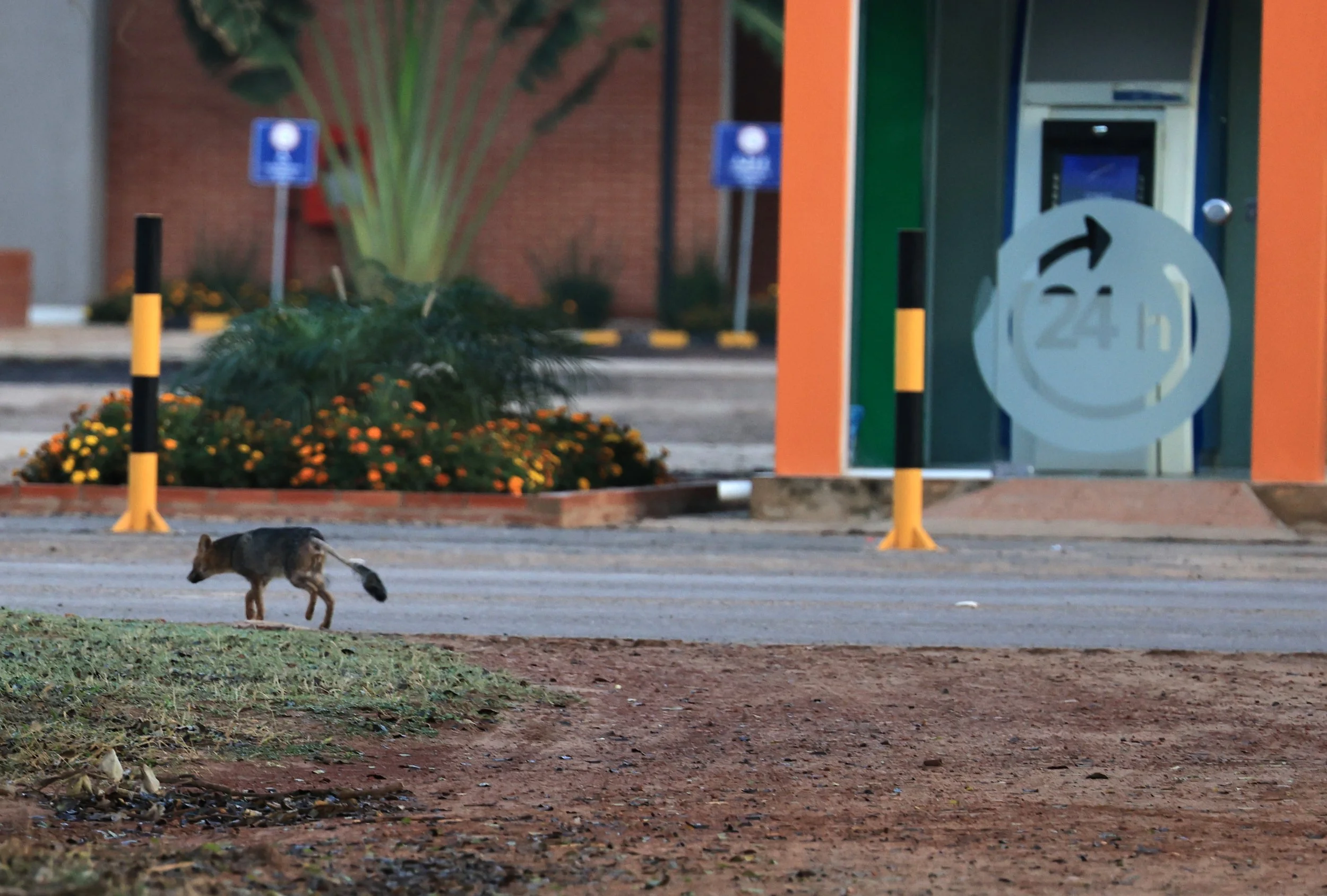 Pampas Fox (Lycalopex gymnocercus) Neuland Mennonite Colony Paraguay (1).jpg
