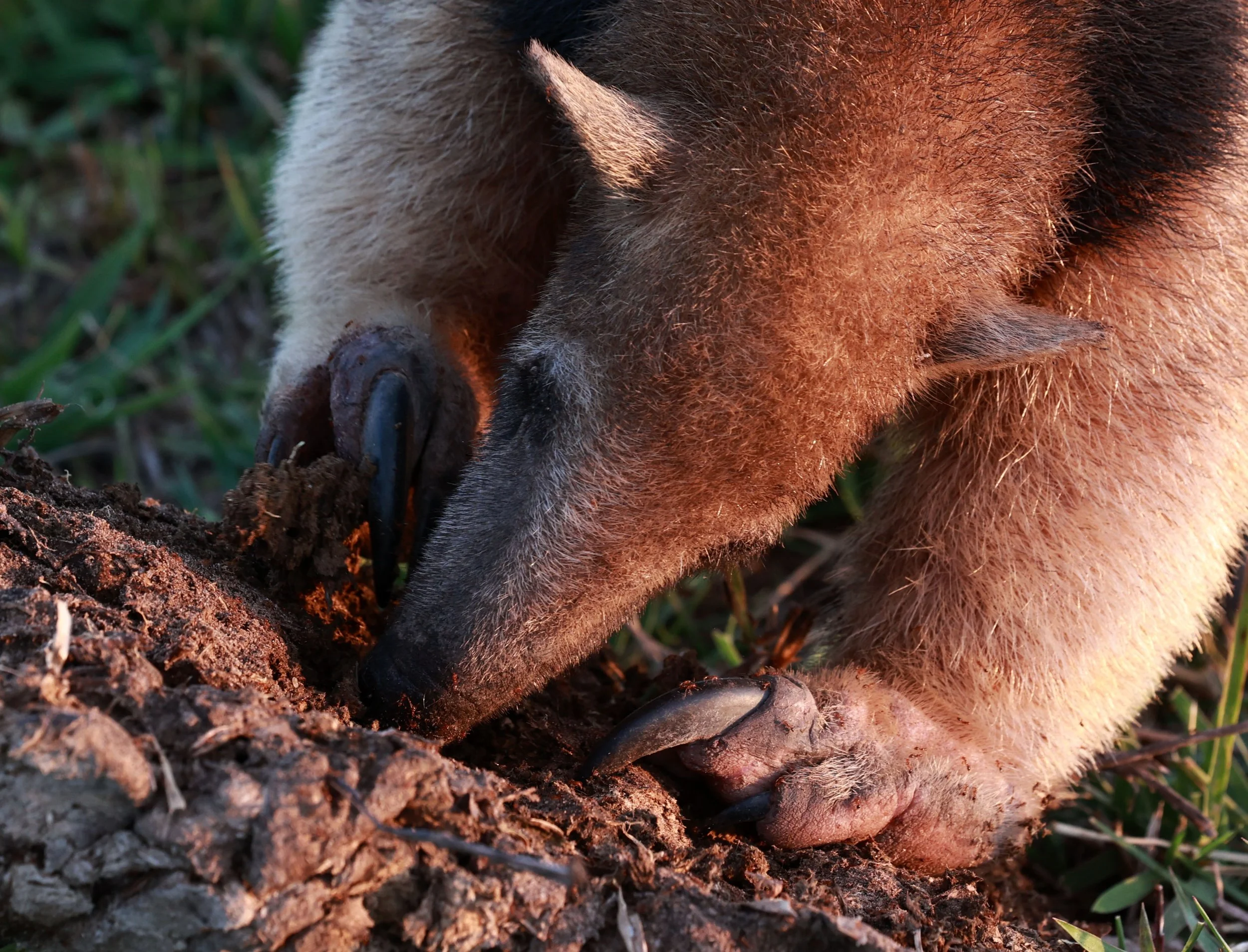 Tamandua tetradactyla straminea - Southern Tamandua - Pousada Aguape - Fazenda São José Zona Rural, Aquidauana, Mato Grosso do Sul, Brazil (153).jpg
