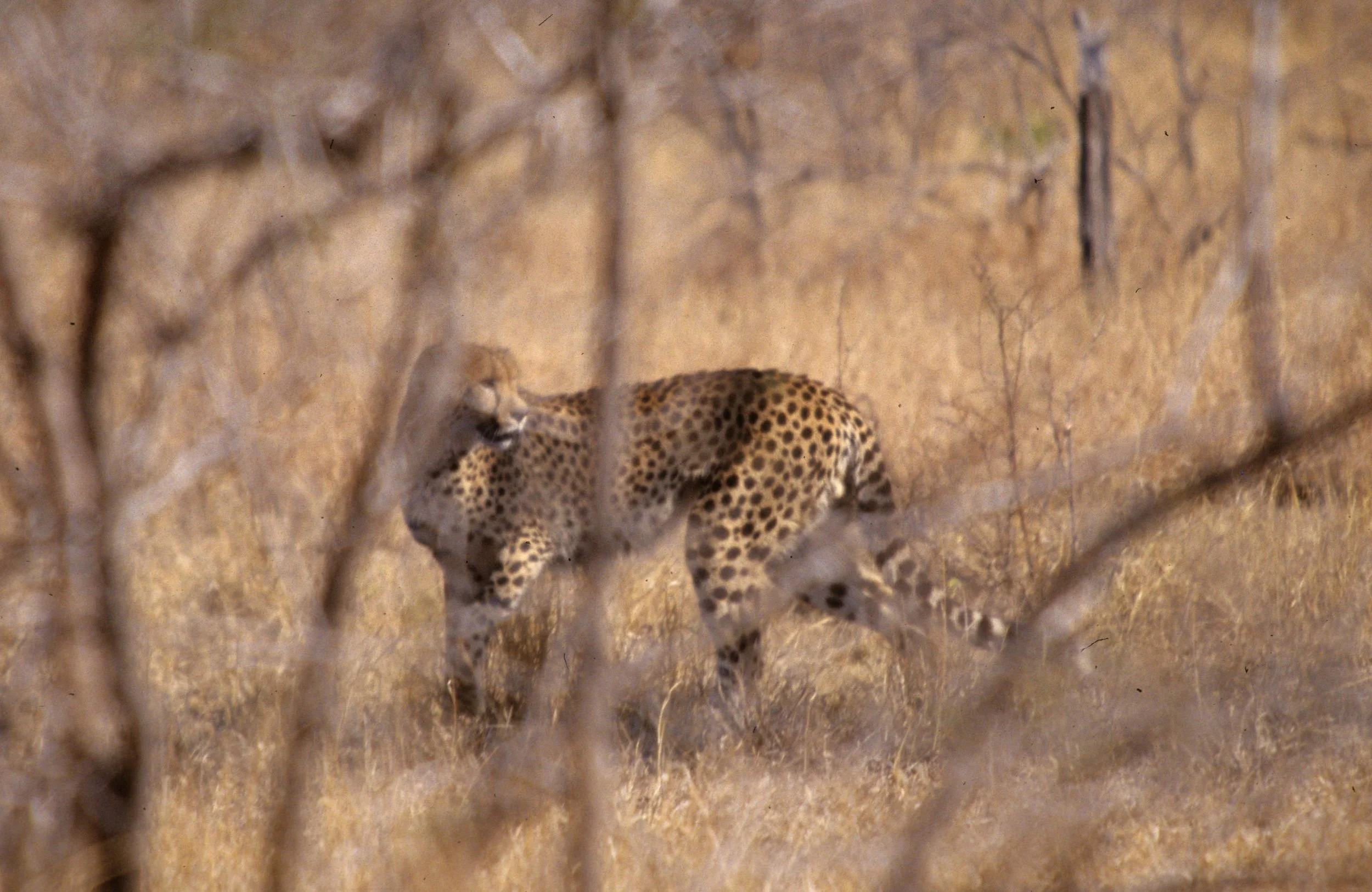FELID - CHEETAH - KRUGER (19).jpg