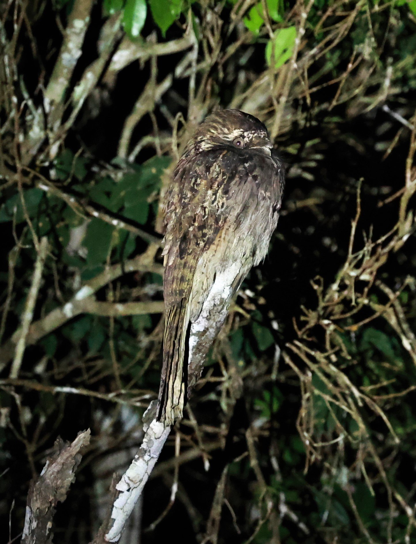 Potoo - Common Potoo - Nyctibius griseus - Augusto Ruschi Biological Reserve, Santa Teresa, Brazil (1).jpg