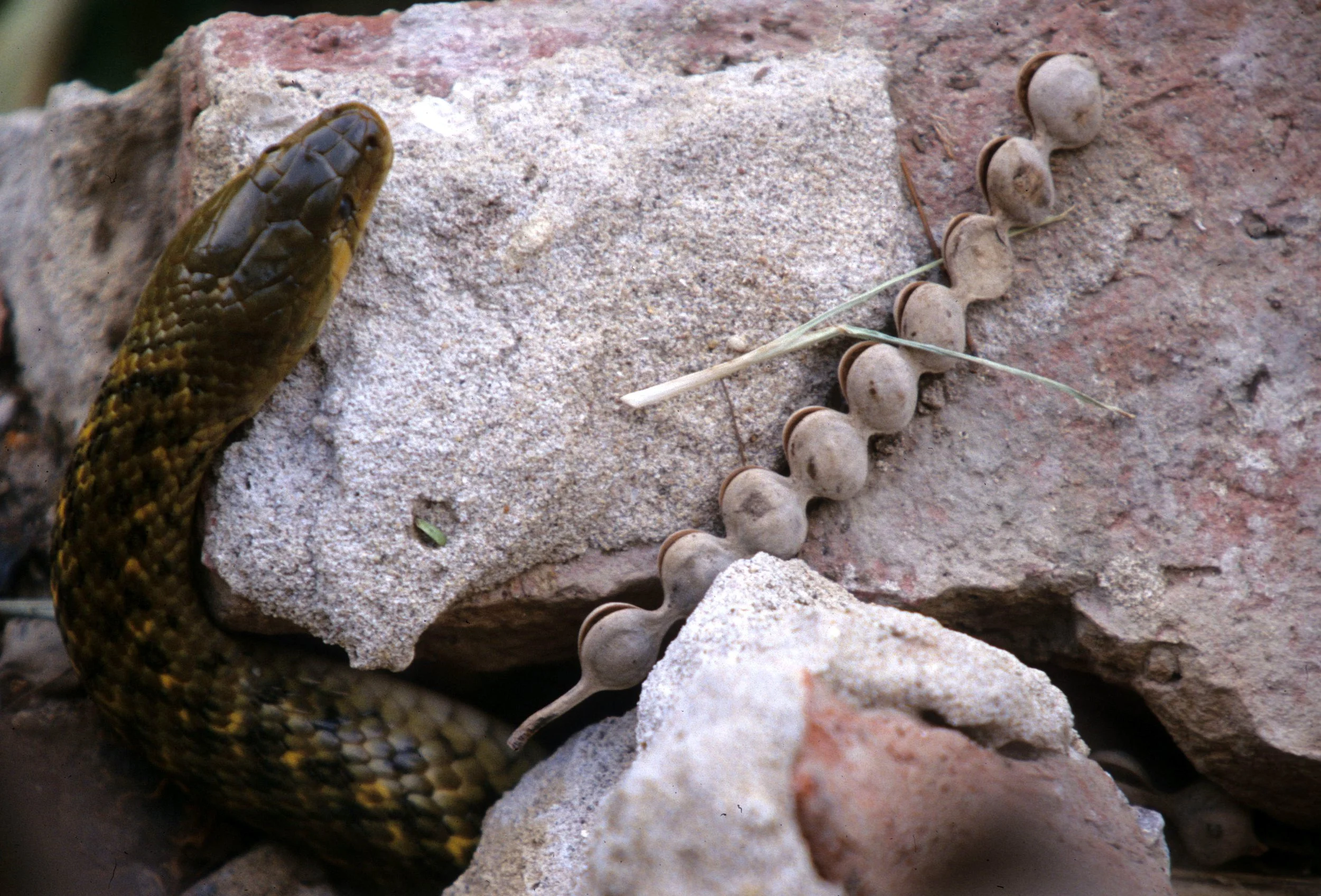 REPTILE - SNAKE - SPECIES A - KALEODEO INDIA.jpg