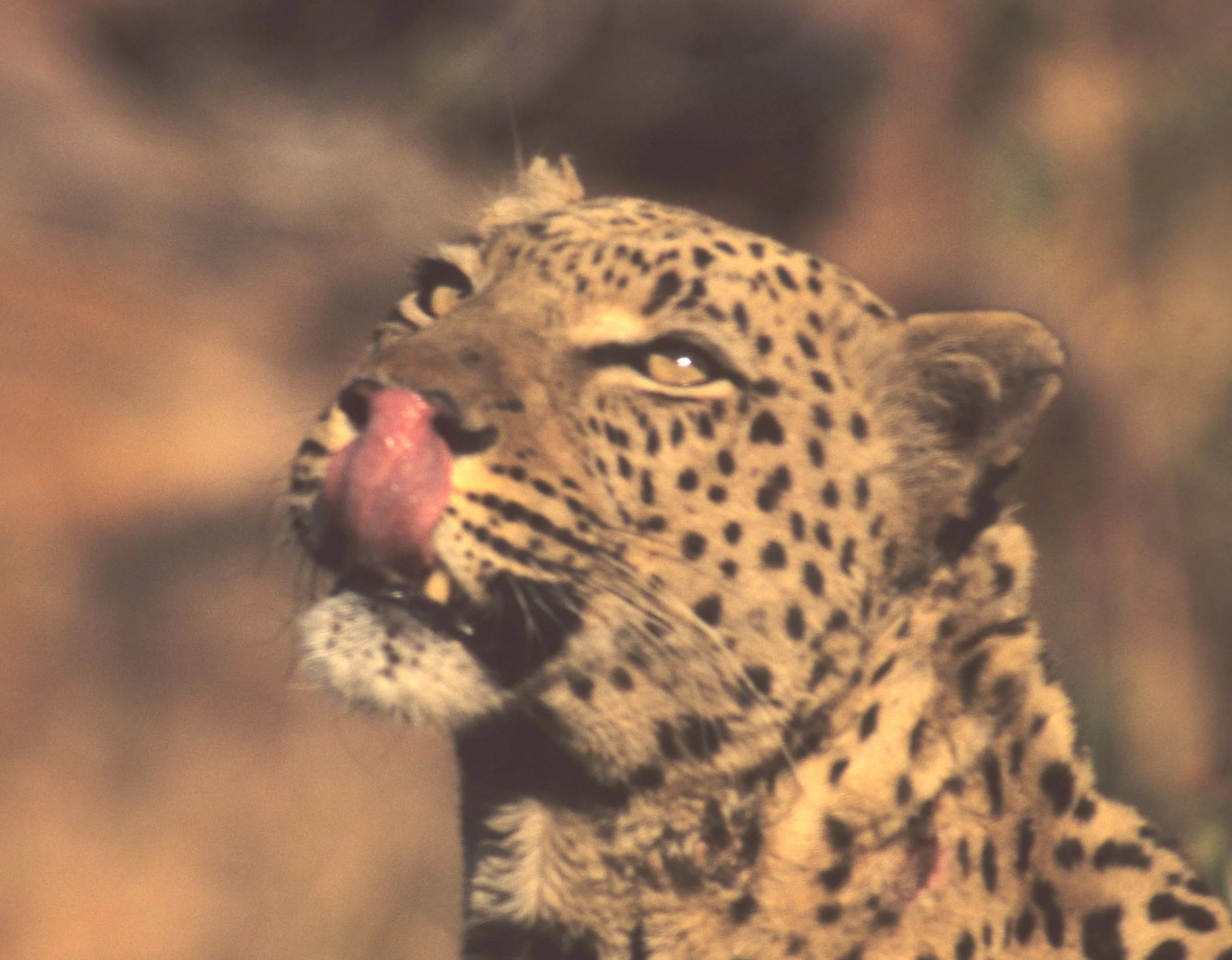 FELID - LEOPARD - NAMIBIA.jpg