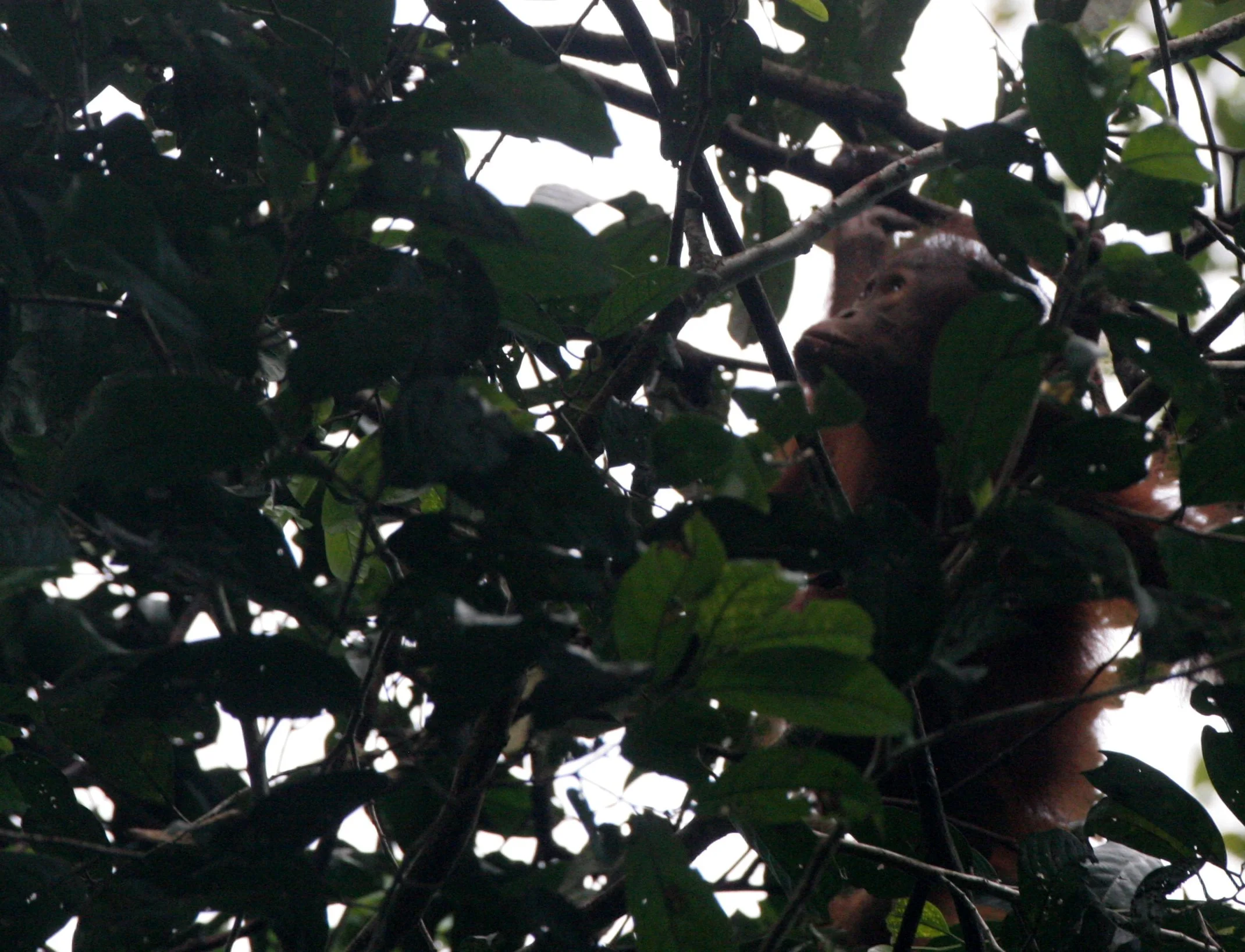 HOMINIDAE - Pongo pygmaeus morio - DANUM VALLEY BORNEO  (6).JPG
