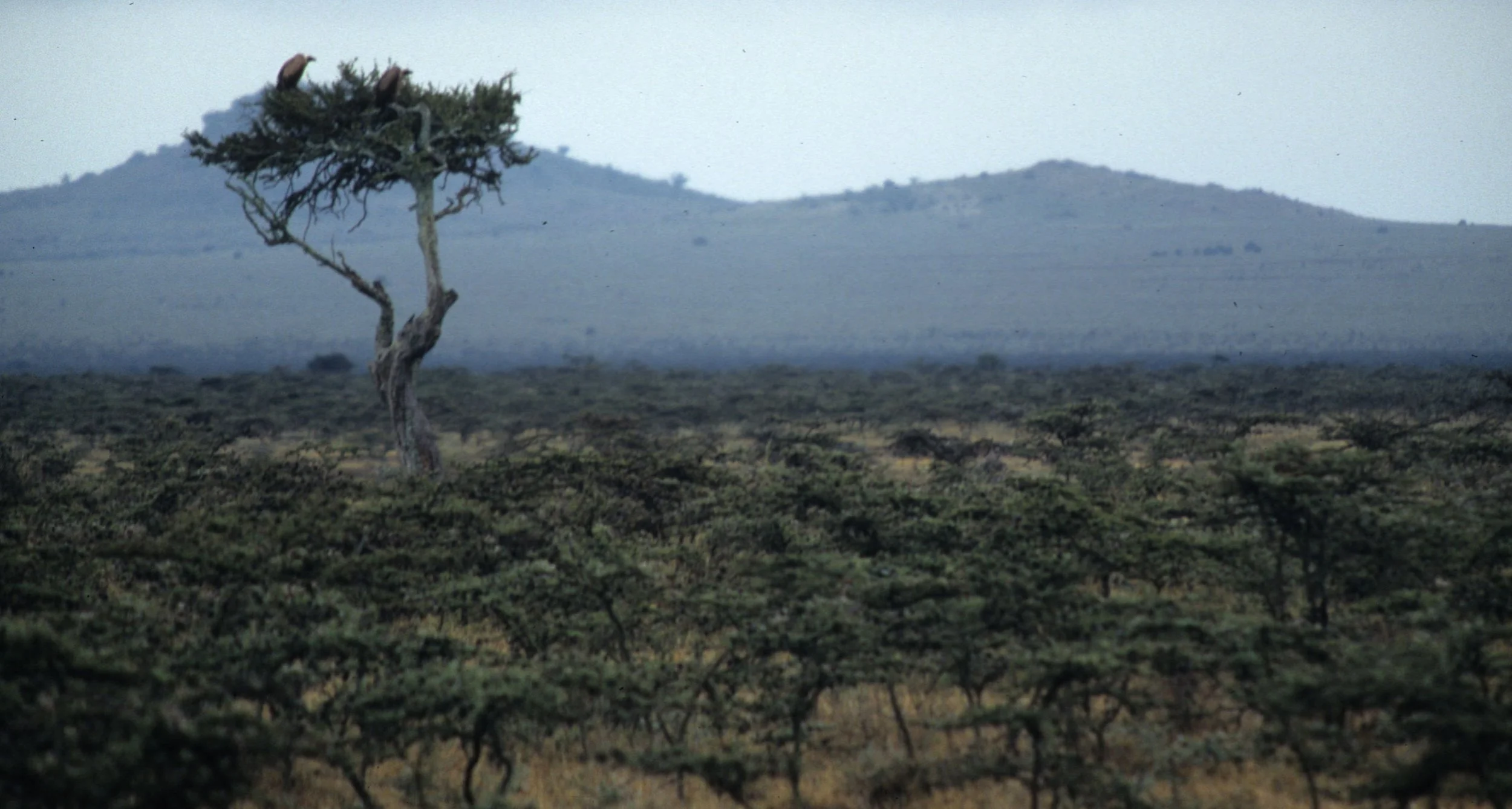 SERENGETI - ACACIA SCRUB.jpg