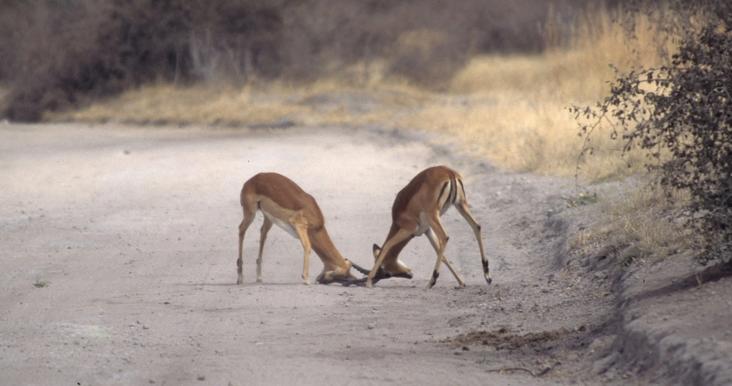 BOVID - IMPALLA-SERENGETI 1 (6).jpg