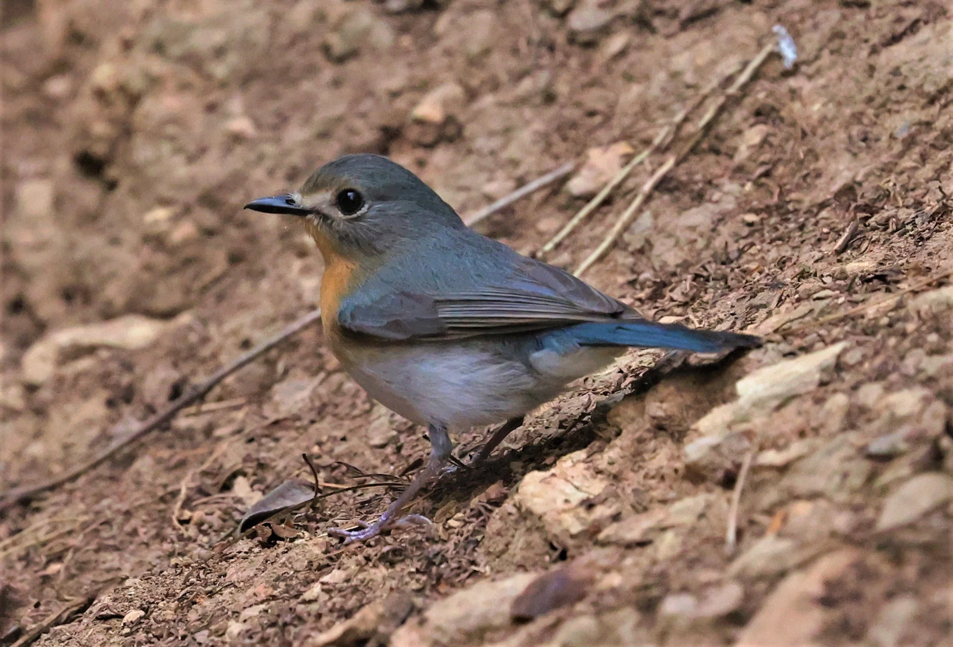 FLYCATCHER - INDOCHINESE BLUE-FLYCATCHER - Cyornis sumatrensis - SRI SATCHANALAI NP MANAO WATERHOLE MAY 1 2022 (77).jpg