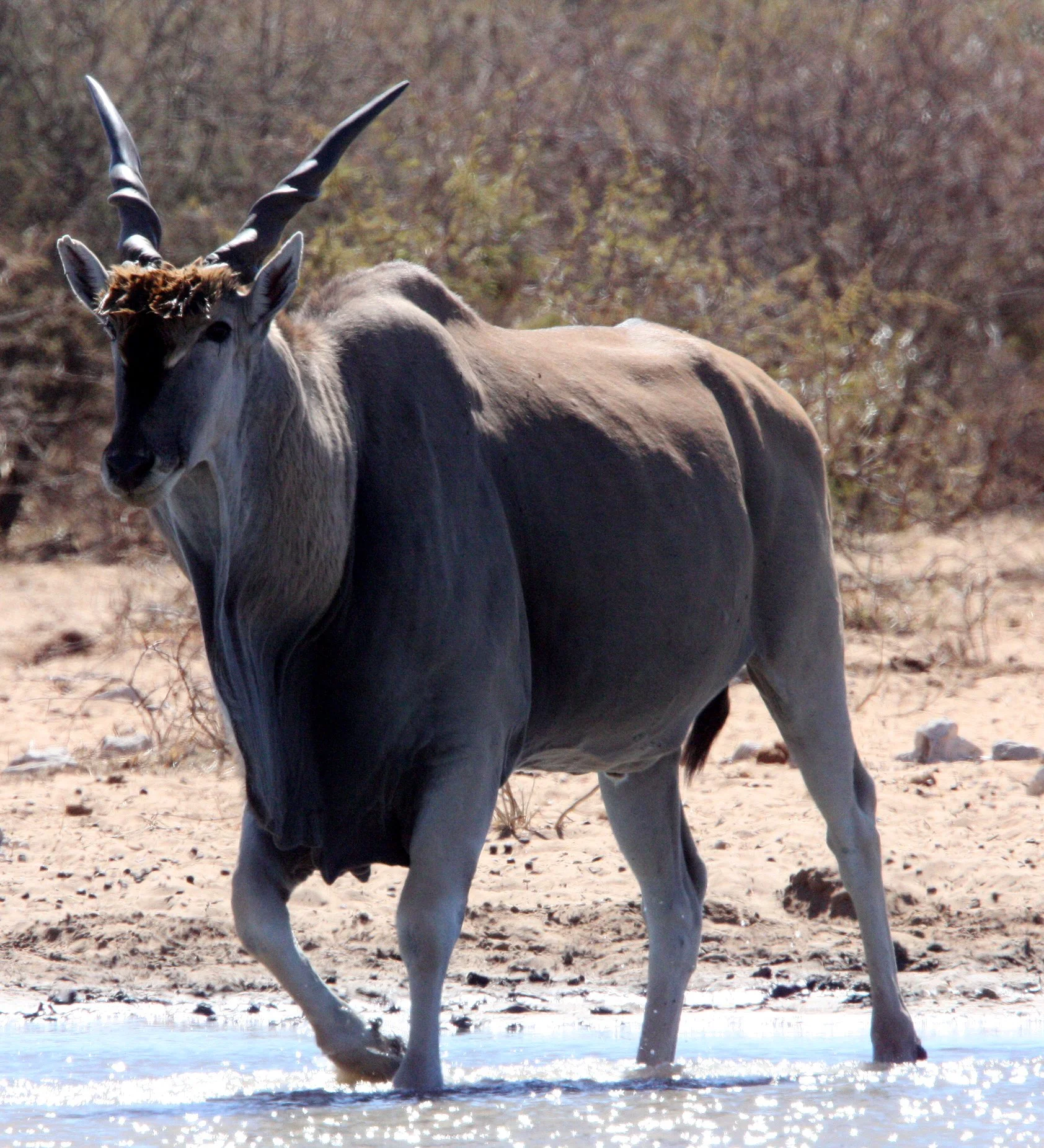 ELAND - LIVINGSTONE'S ELAND - Taurotragus oryx livingstonei - ETOSHA NATIONAL PARK NAMIBIA (33).JPG