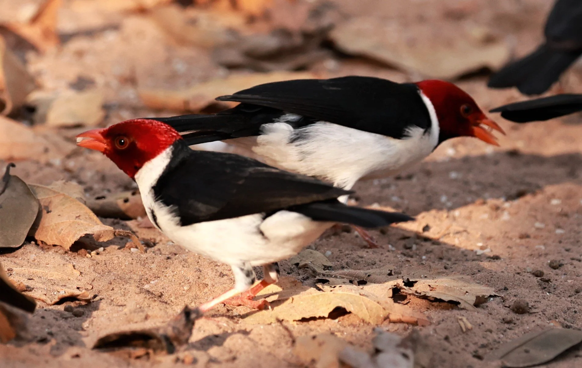 Cardinal - Yellow-billed Cardinal - Paroaria capitata - Porto Alegre Lodge, Pantanal (2).JPG
