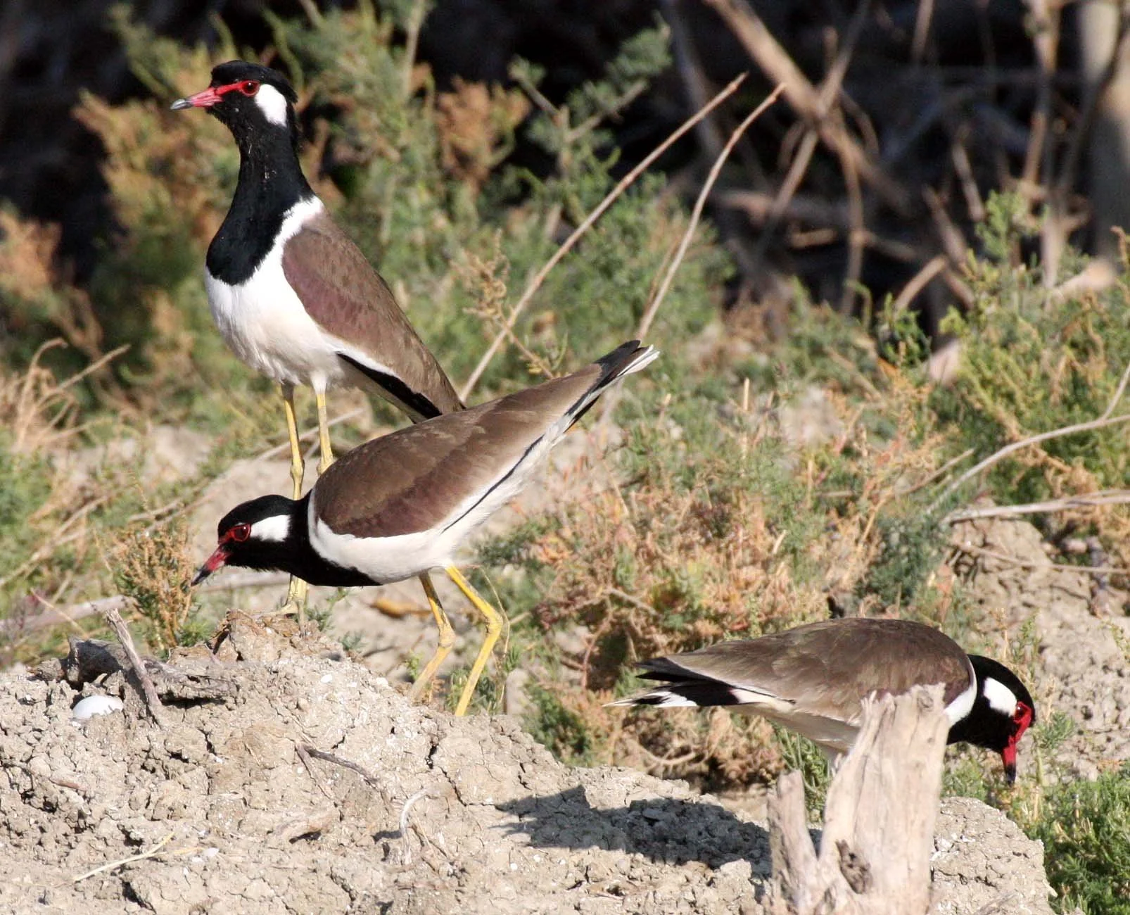 LAPWING - RED-WATTLED LAPWING - Vanellus indicus - KHAO SAM ROI YOT THAILAND (4).JPG