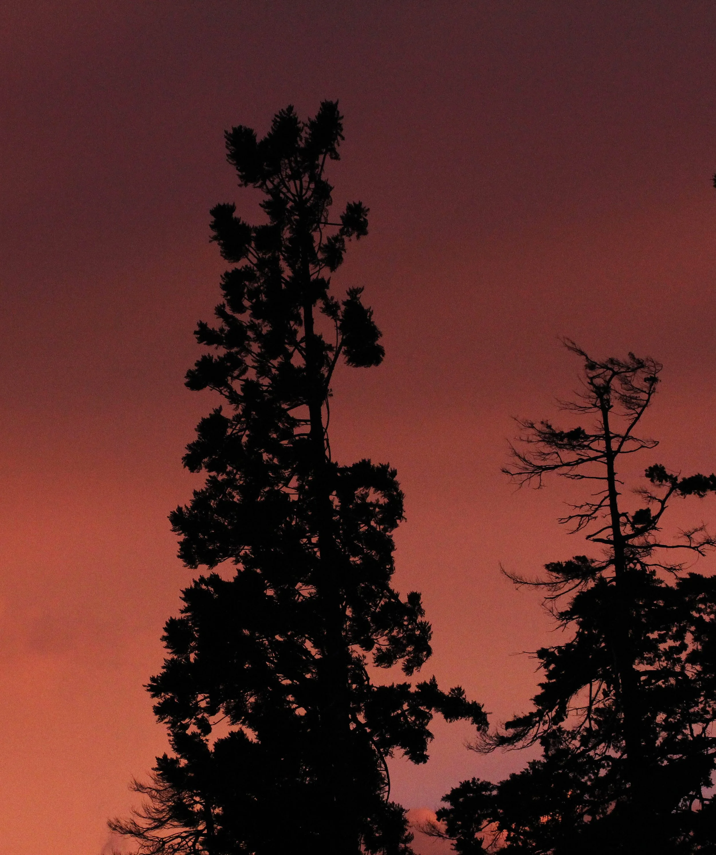 NUWARA ELIYA SRI LANKA (35).JPG