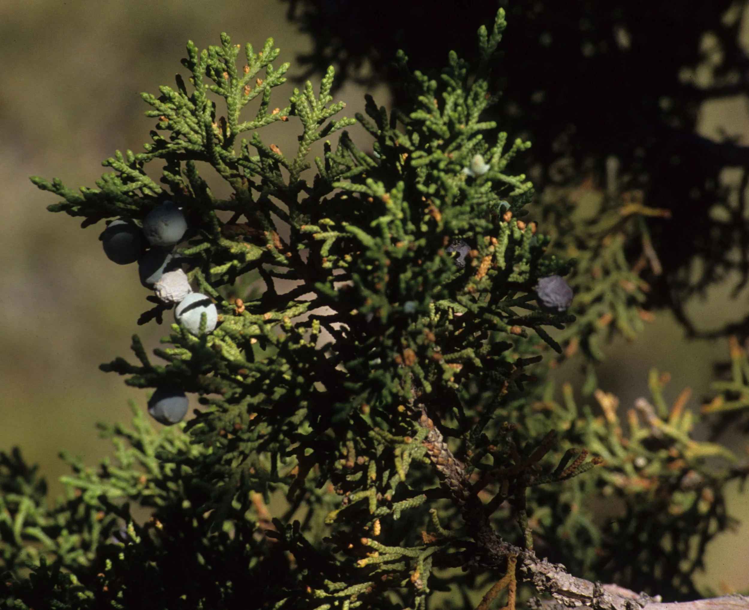 GREAT BASIN NP - JUNIPERUS UTAHENSIS - UTAH JUNIPER.jpg