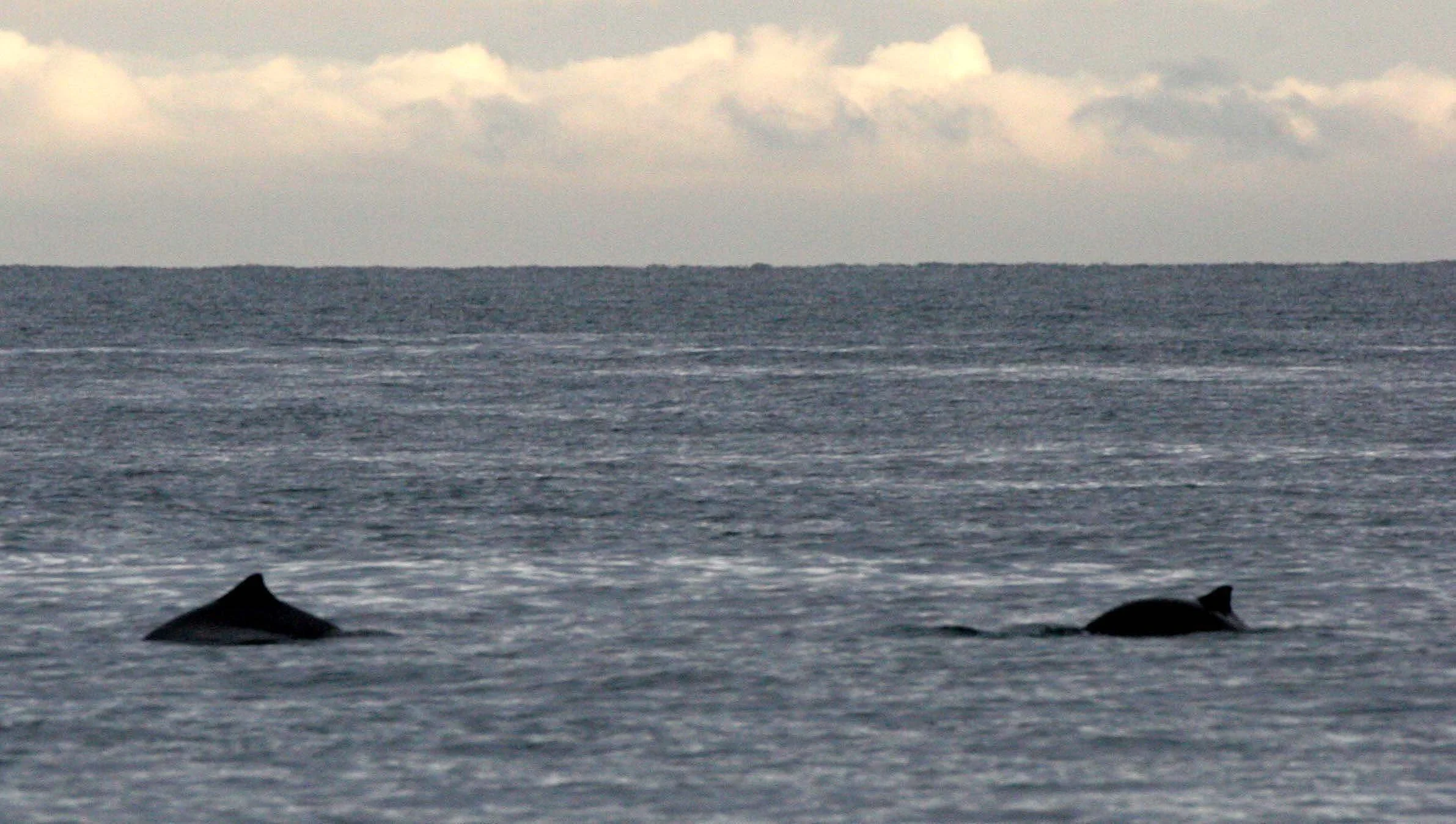 CETACEAN - DOLPHIN - COMMON - EDIZ HOOK AREA A.jpg