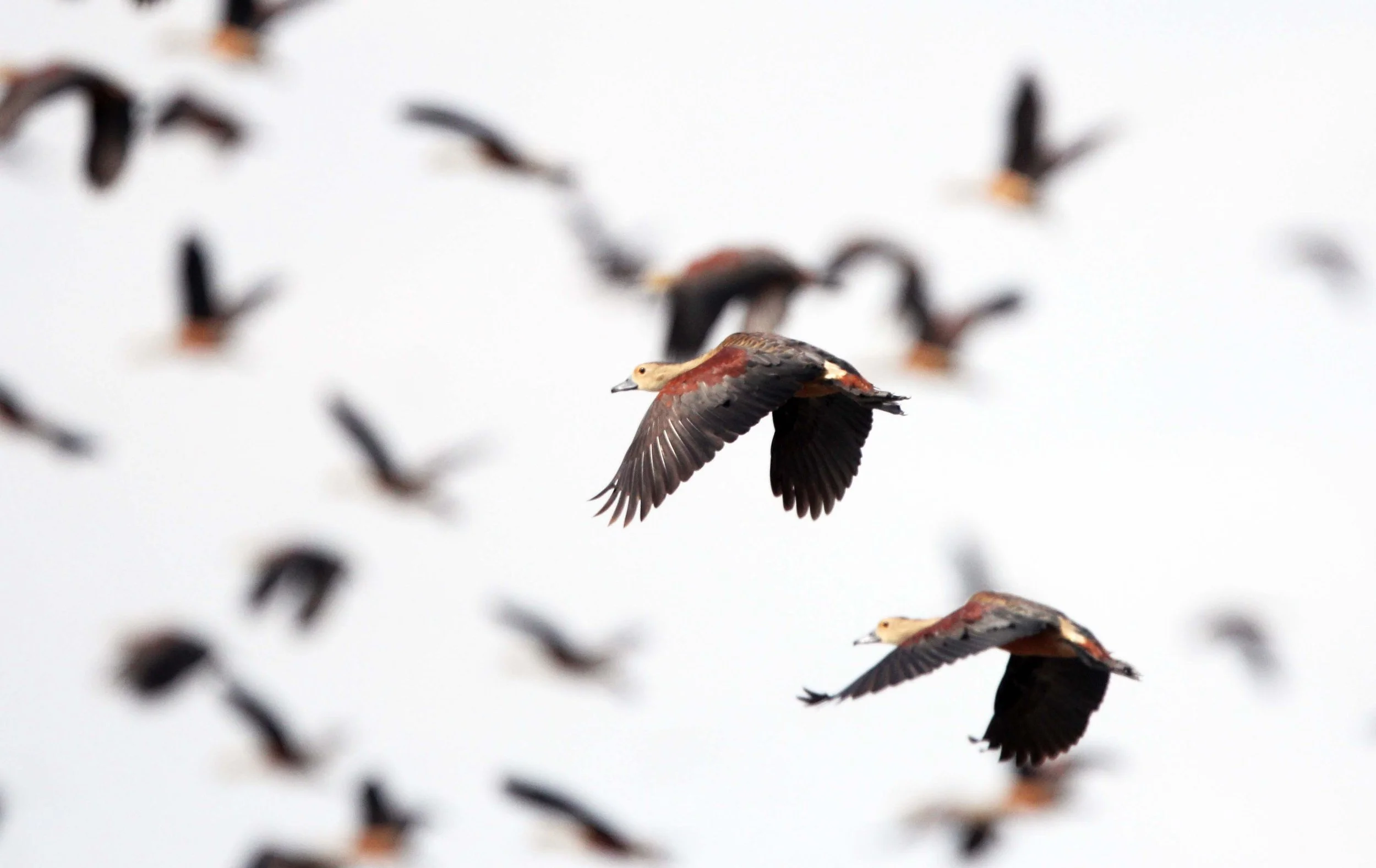 DUCK - LESSER WHISTLING DUCK  - Dendrocygna javanica - THALE NOI WATERBIRD PARK - PHATTHALUNG (26).JPG