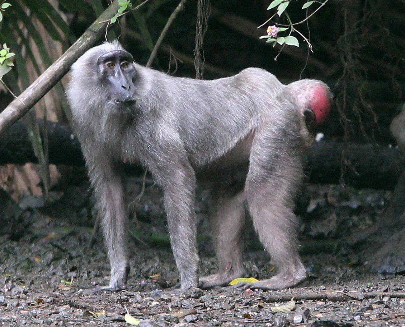 Macaca hecki - Heck's Macaque